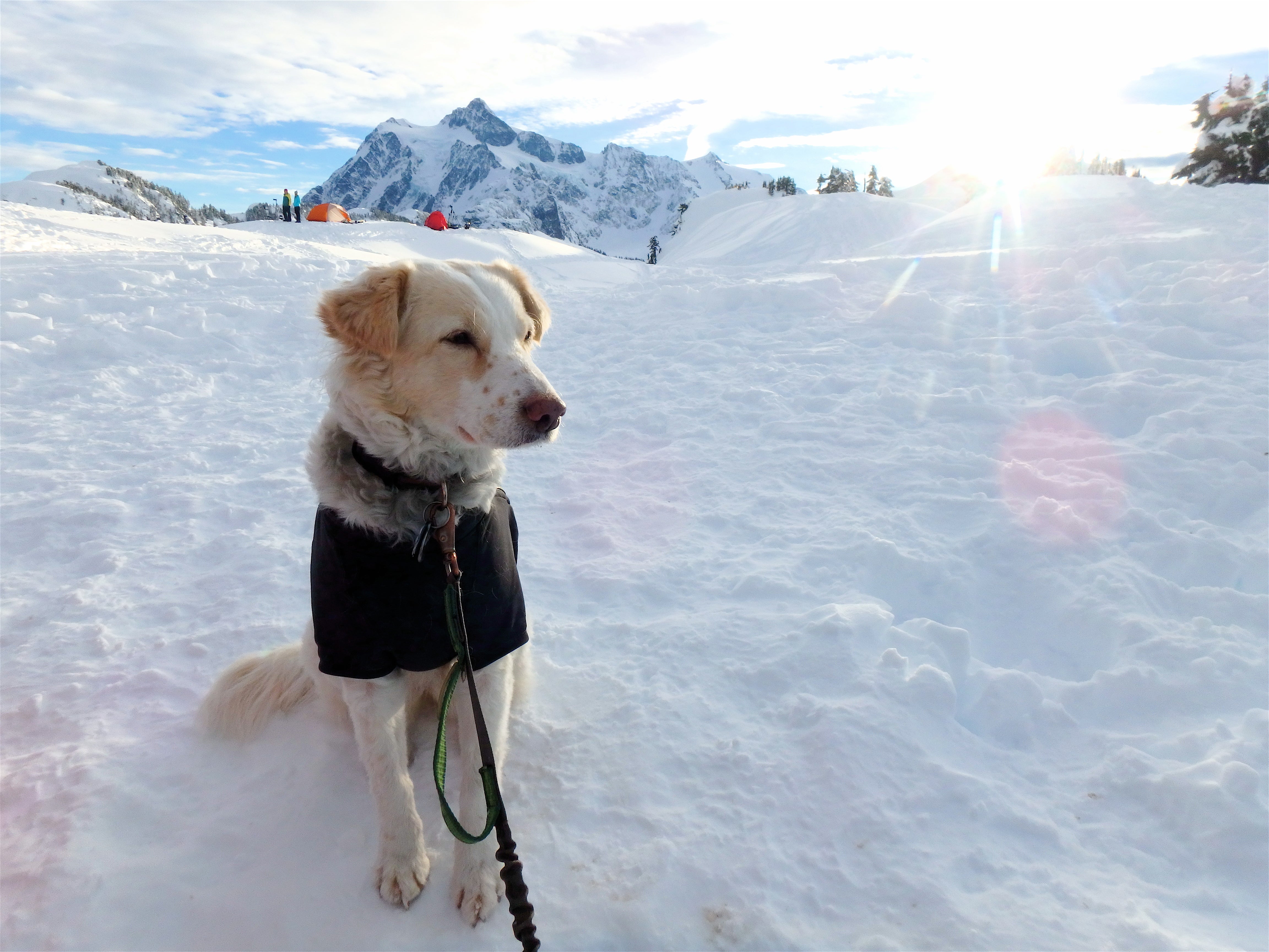 A dog sits in the snow with mountains in the background. 