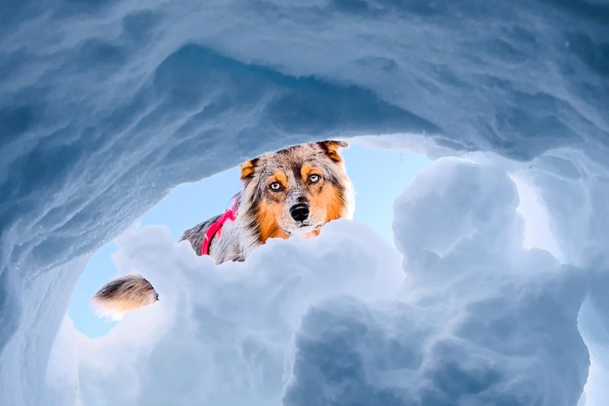 Bolt begins training to become an avalanche rescue dog.