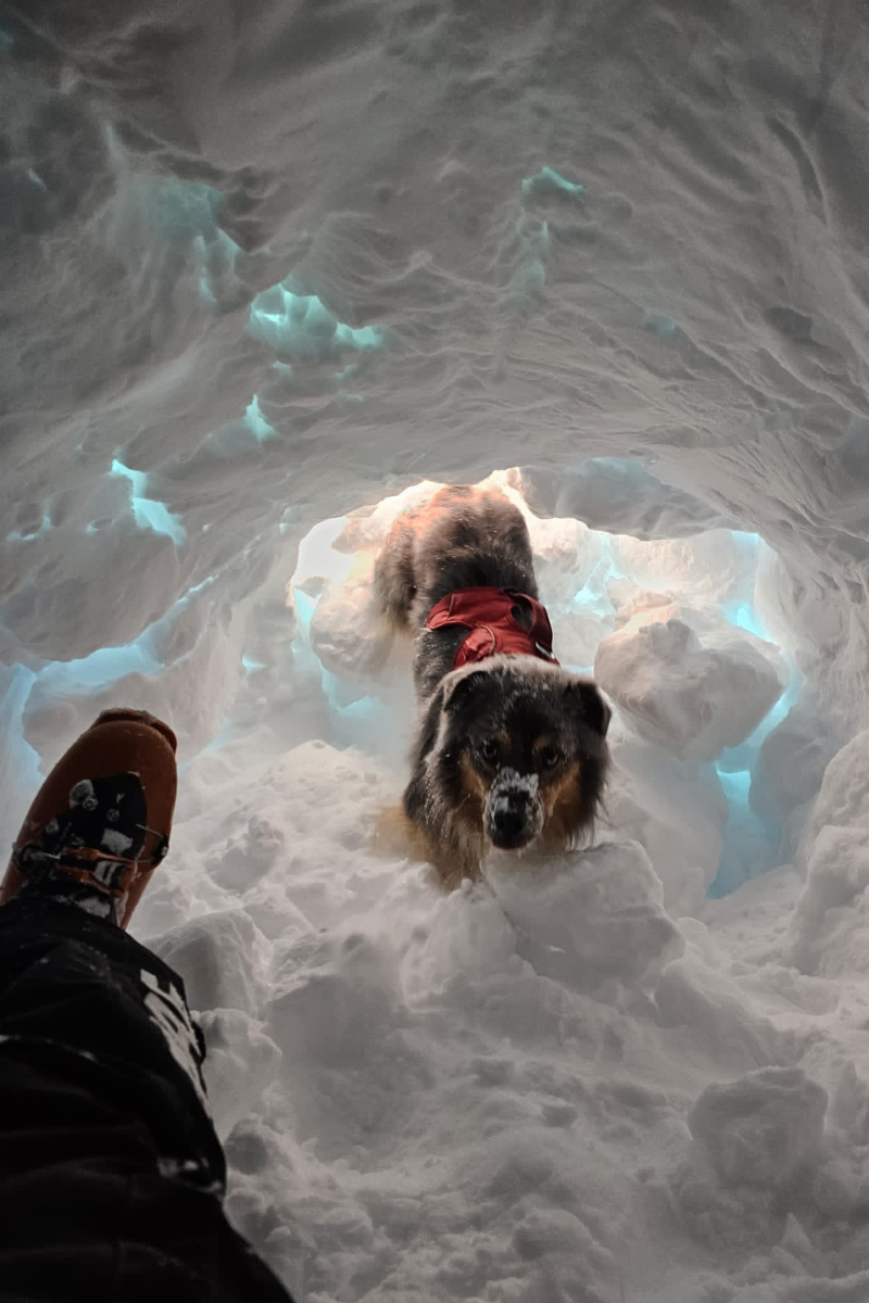 Bolt performs avalanche rescue dog training drills.