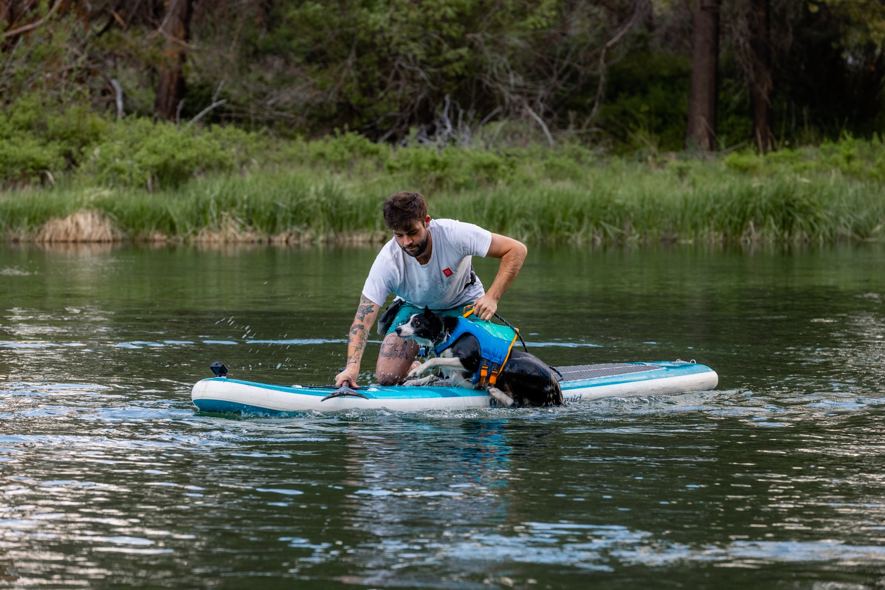 Human helping dog back up on a paddleboard