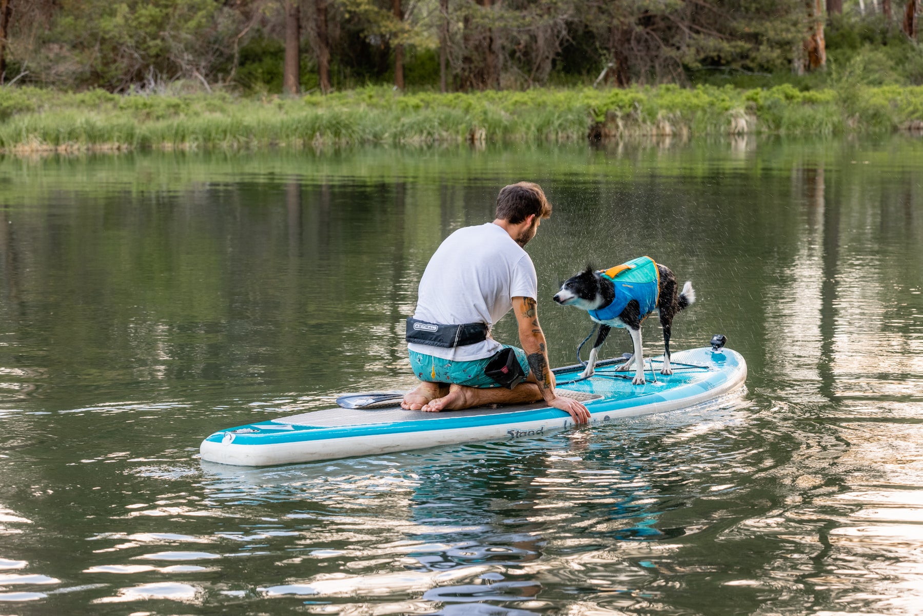 Human on paddleboard with dog shaking water off after going for a swim