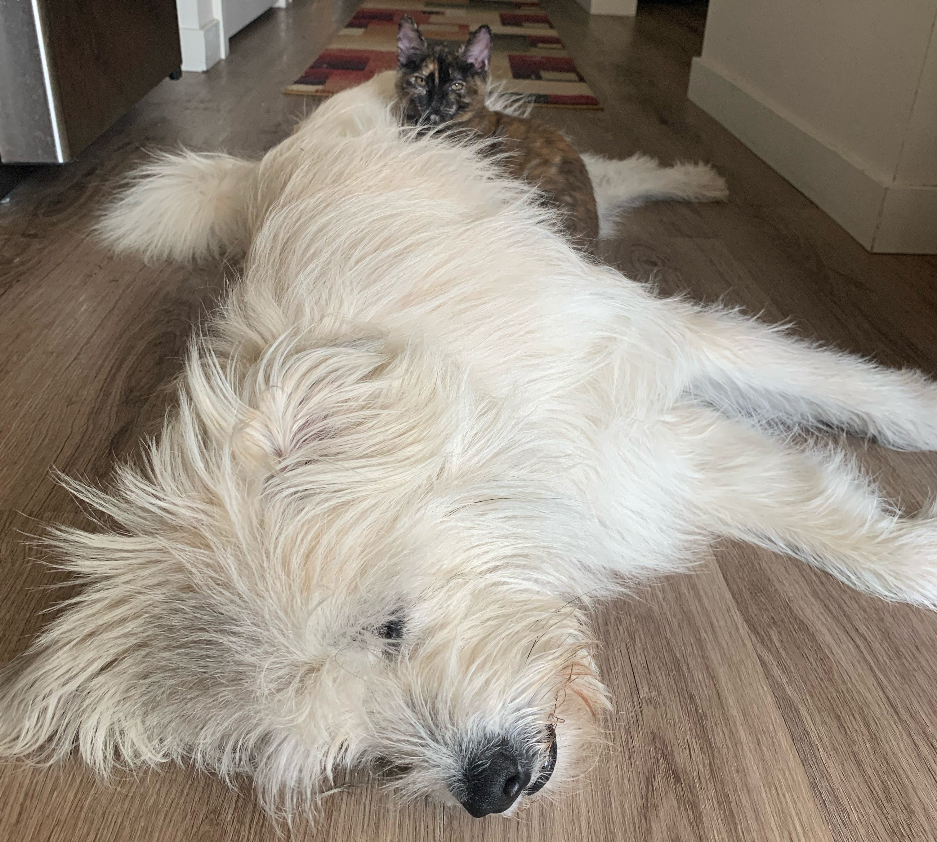 A dog and cat sleep on the ground while their owner works from home. 