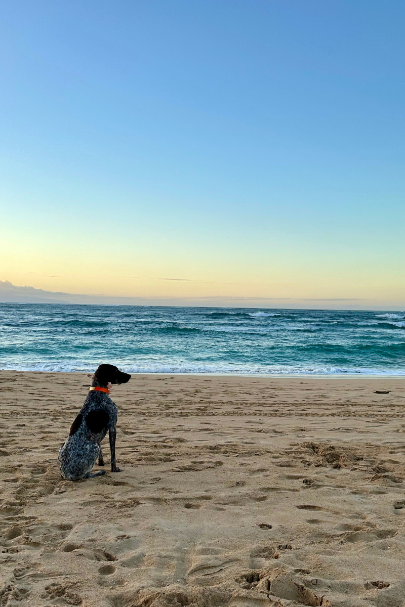 Dog at the beach.