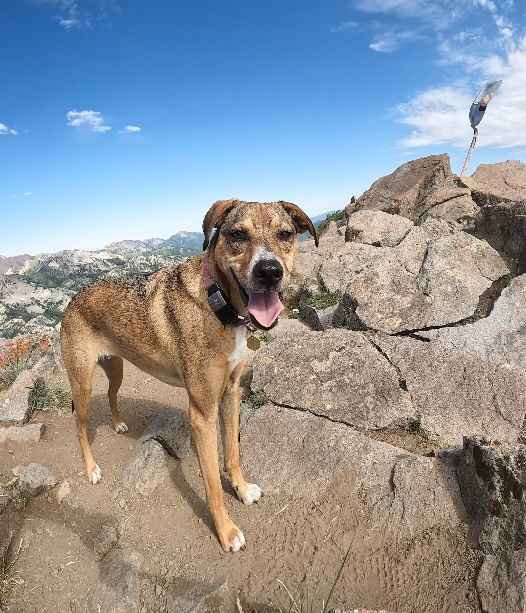 A dog smiles while on a hike up rocky terrain. 