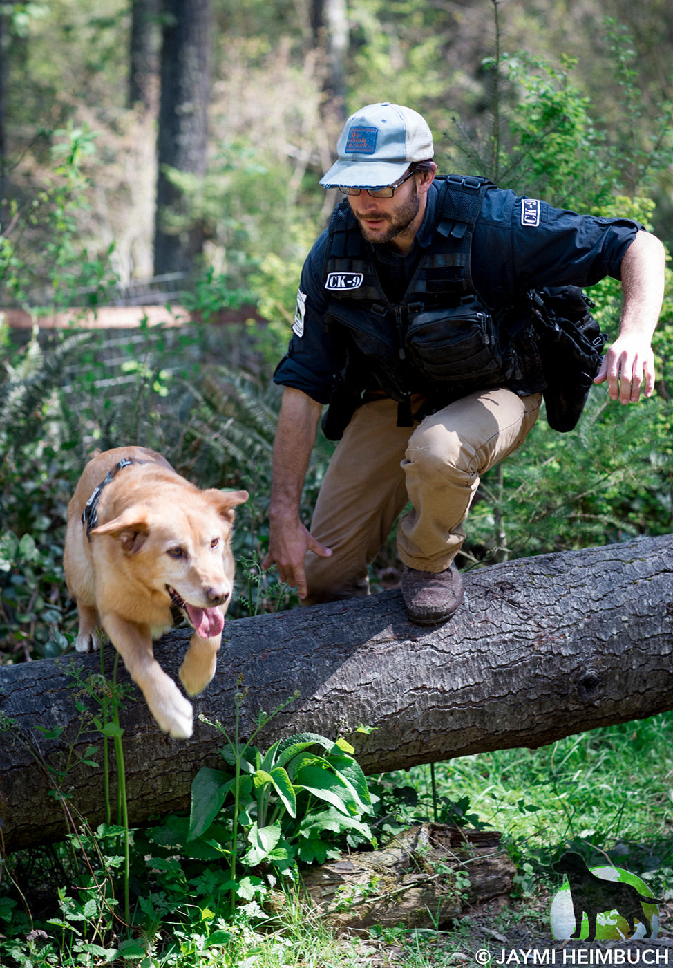 Chester working in the woods with handler.