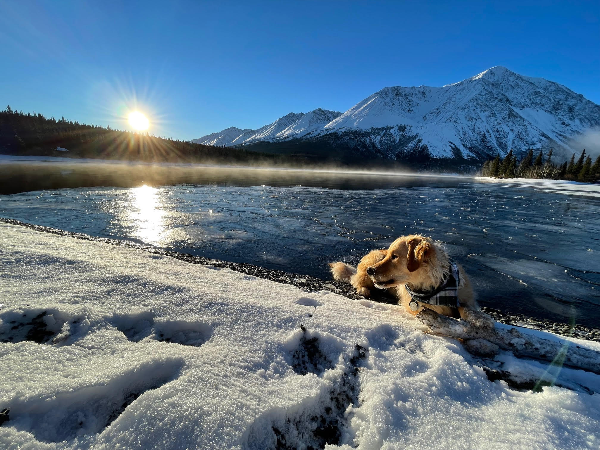 A golden retriever sits in the snow by a lake in the mountains. 