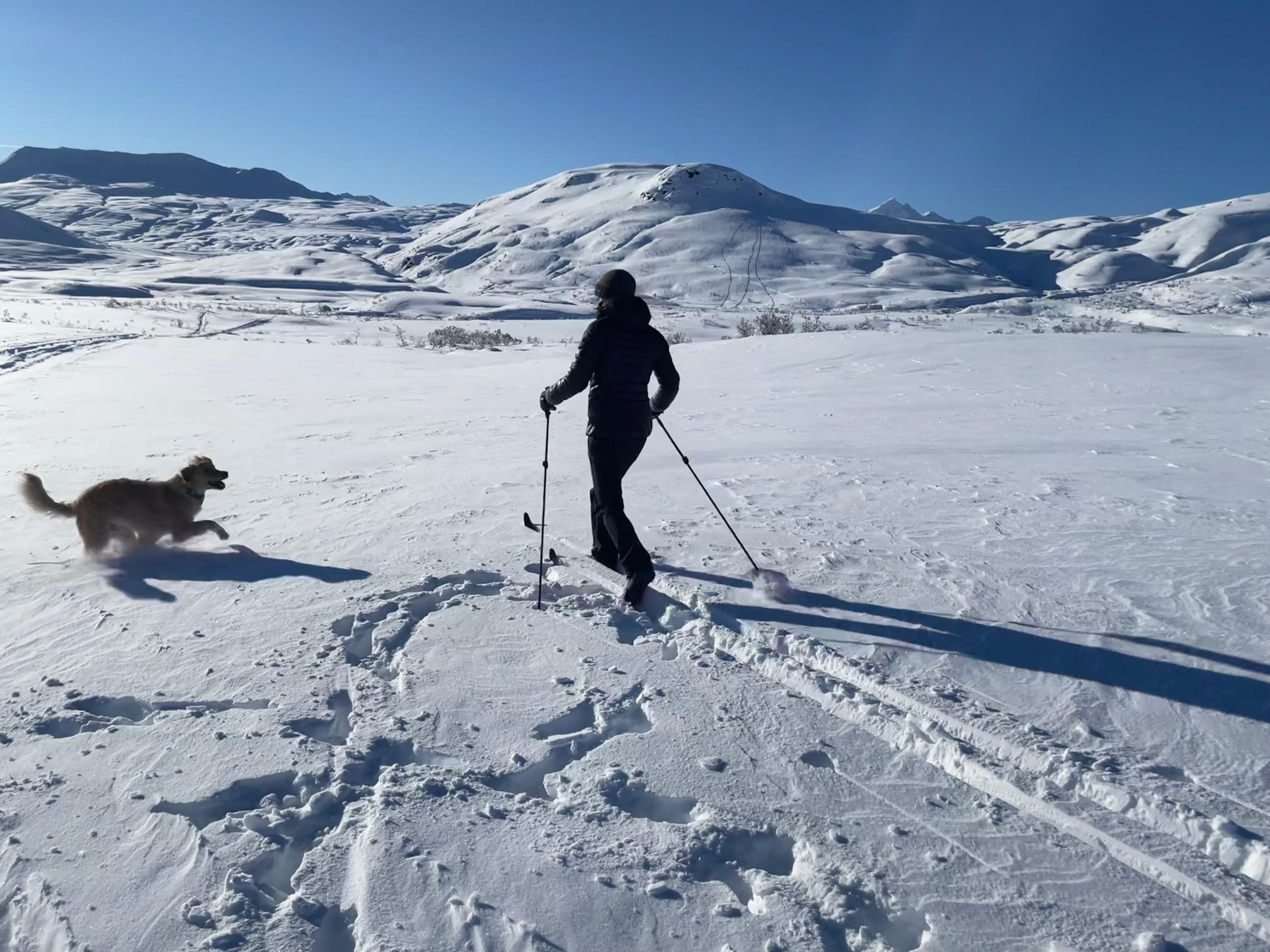 A woman cross-country skis while her golden retriever dog follows and plays in the snow. 