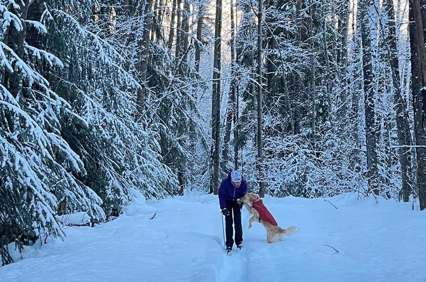 A woman and her dog are in a snow-covered forest. 