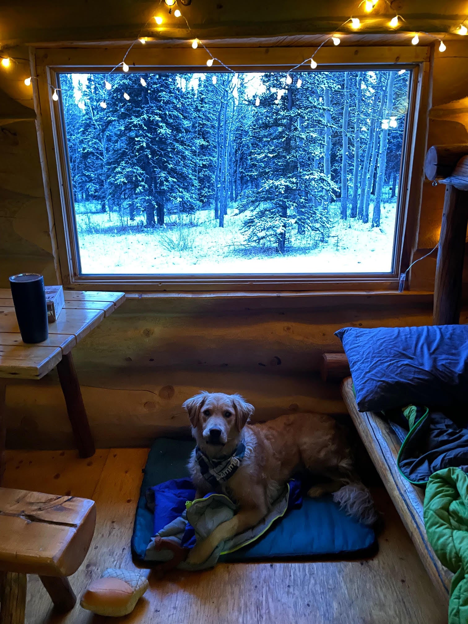 A golden retriever lays down on his Ruffwear dog bed inside a cabin that looks out on the snow. 