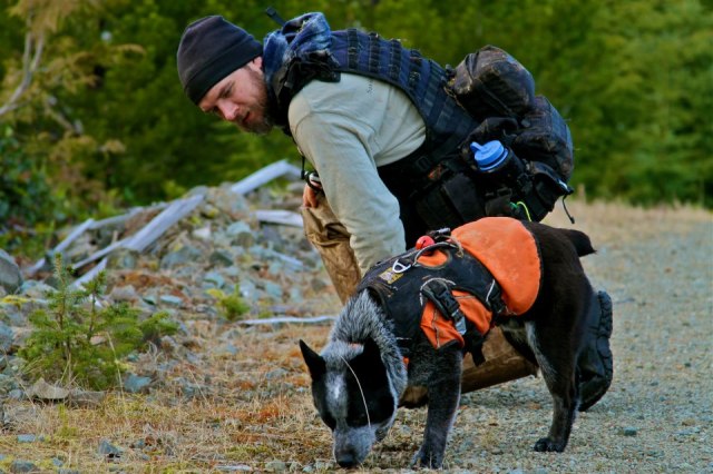 Dog in web master harness and ruffwear jacket sniffs ground working while human looks on.
