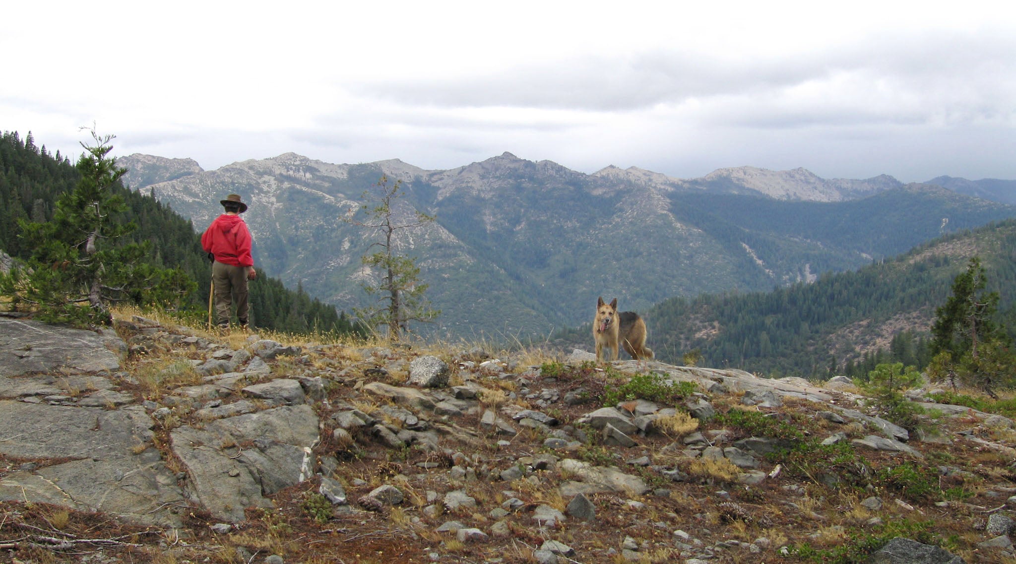 Jerry in his happy place, wandering outdoors with his humans..