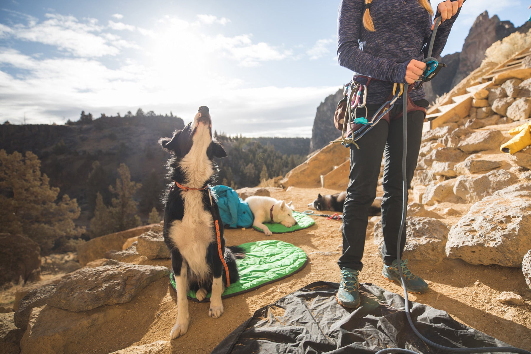 Dog on highlands dog sleeping bag looks up towards to find its human.