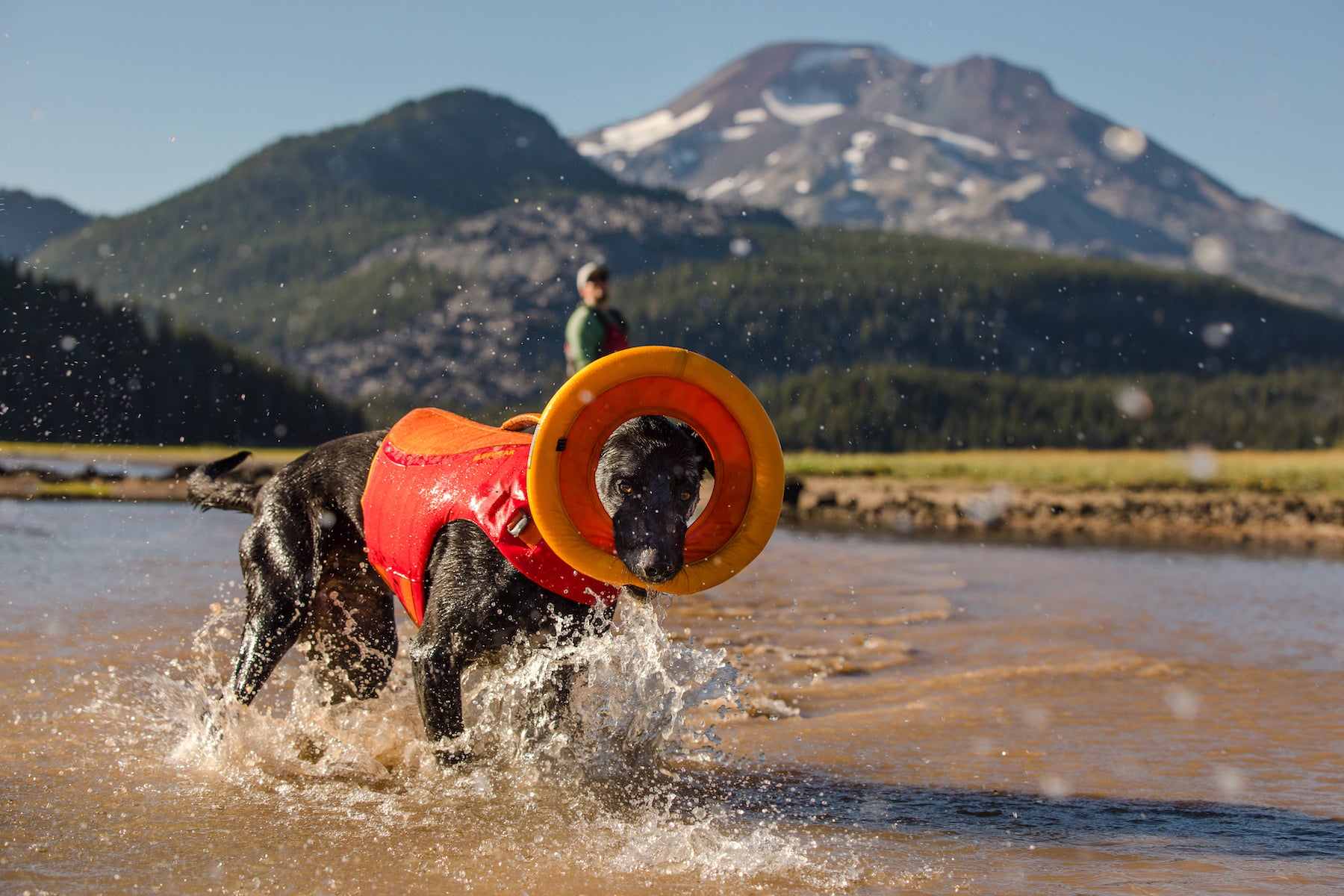 Dog splashes through Sparks Lake water in float coat to play with hydro plane.