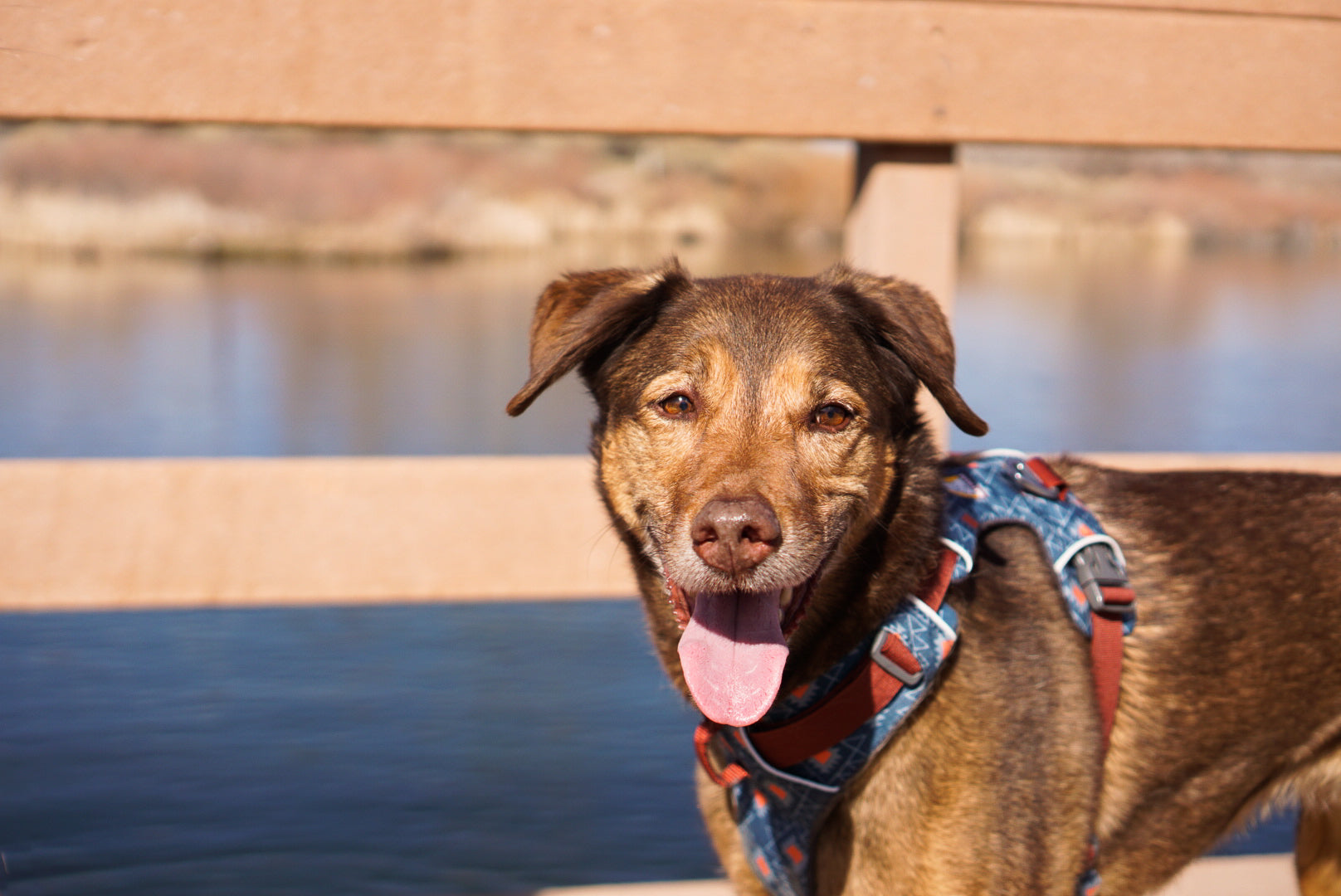 Closeup of a happy brown dog.