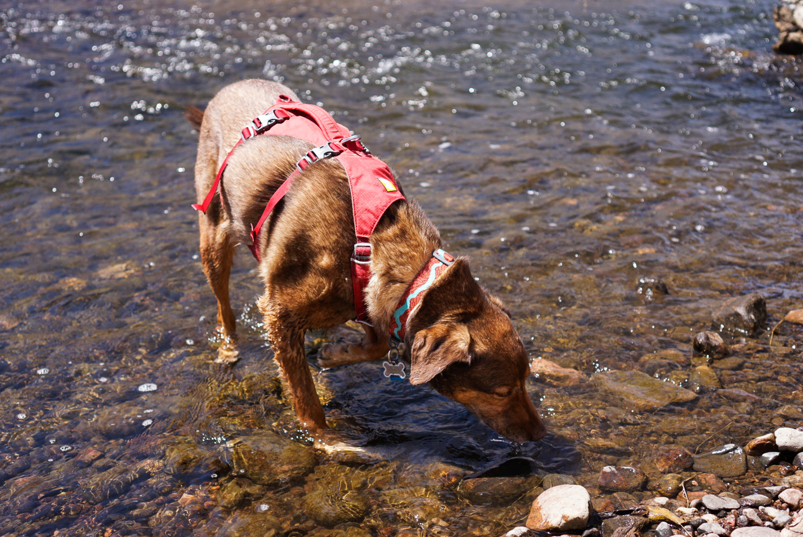 Brown dog standing in a shallow stream.