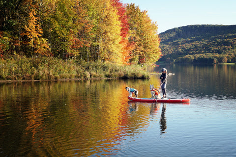 Maria & pups paddleboarding.