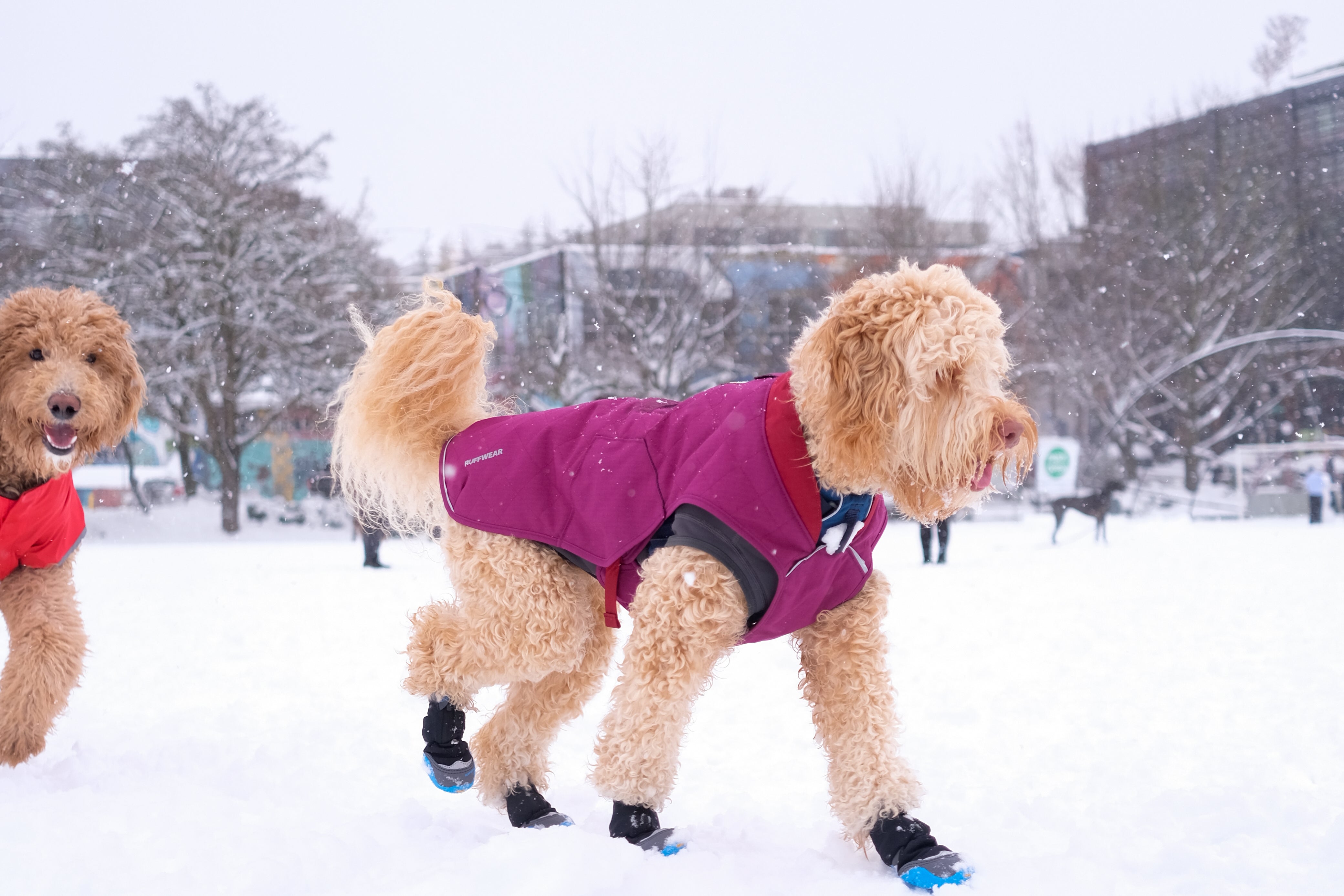 A dog walks through the snow in a city dog park. 
