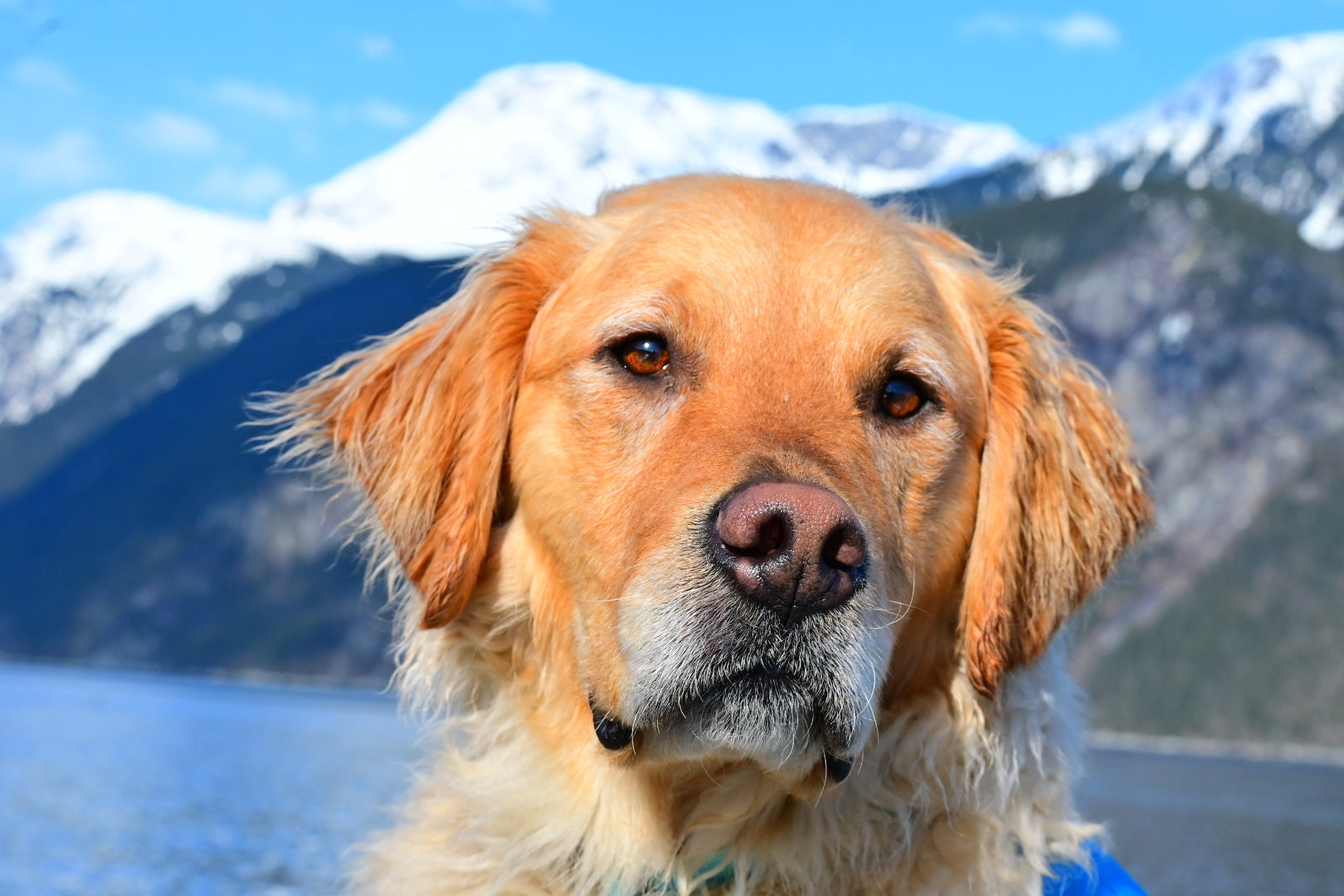 close up picture of a golden retriever dog