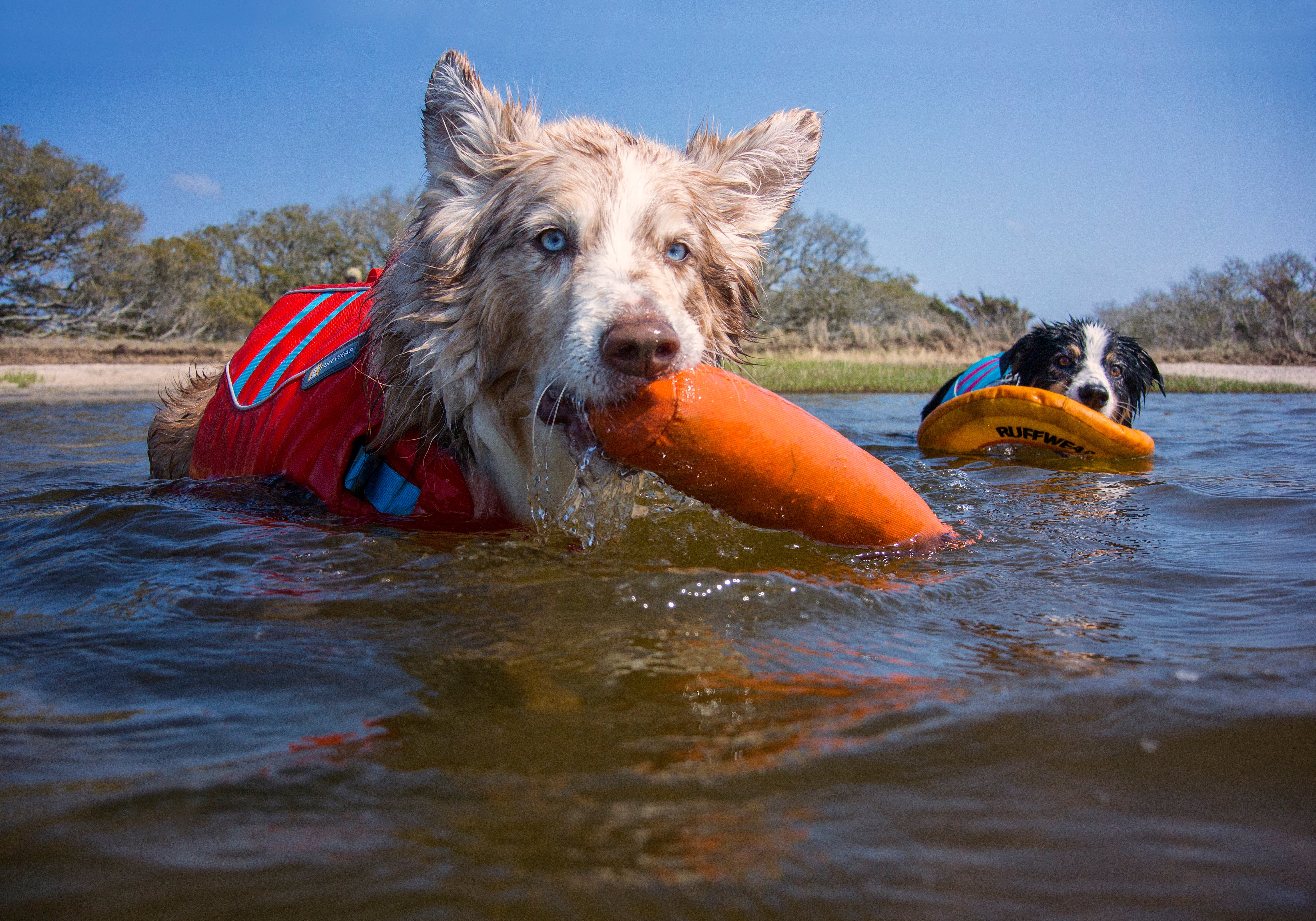 Willow and Bodie play with Lunker and Hydro Plane floating dog toys in the water.
