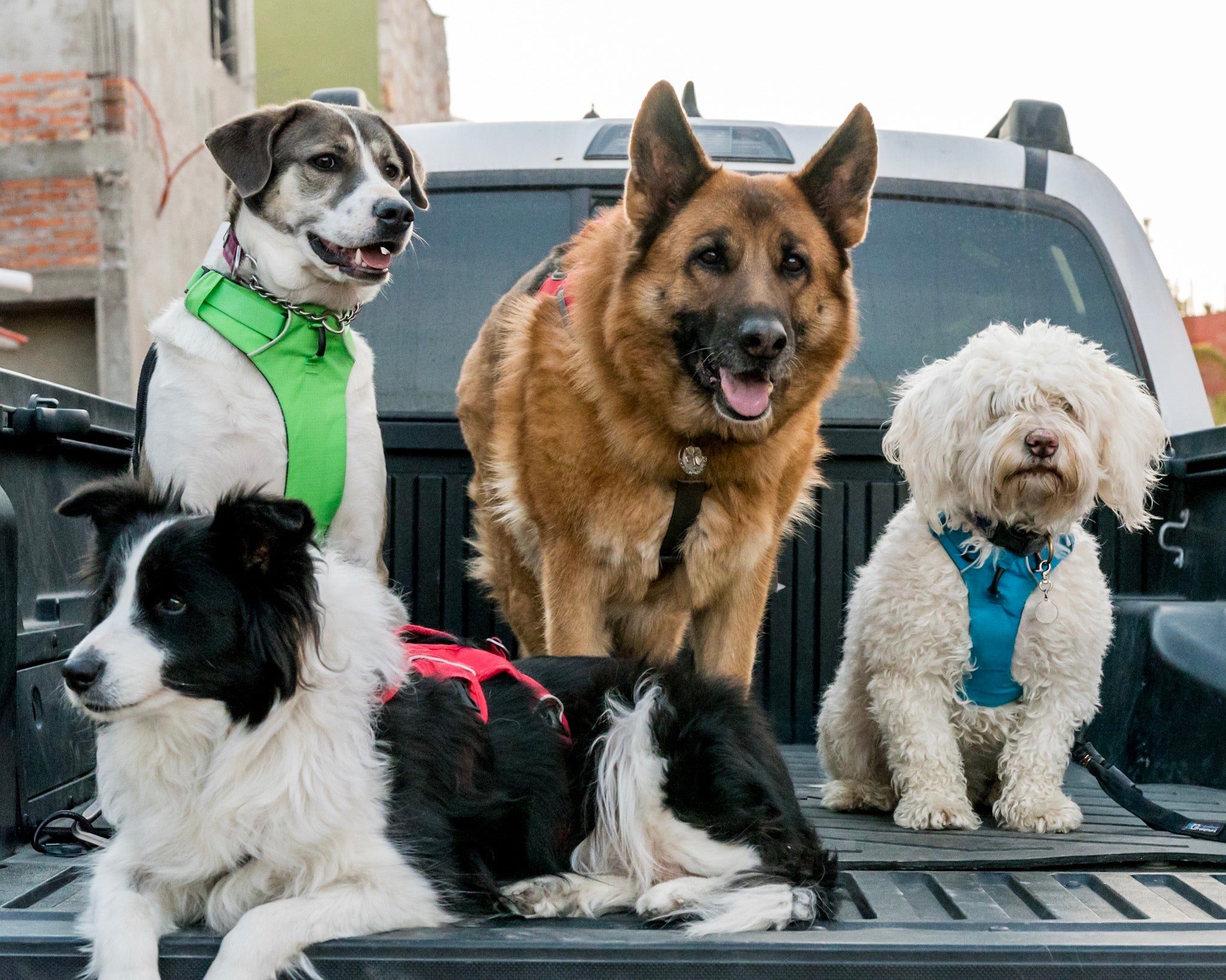 Four dogs sit in the back of a parked truck. 