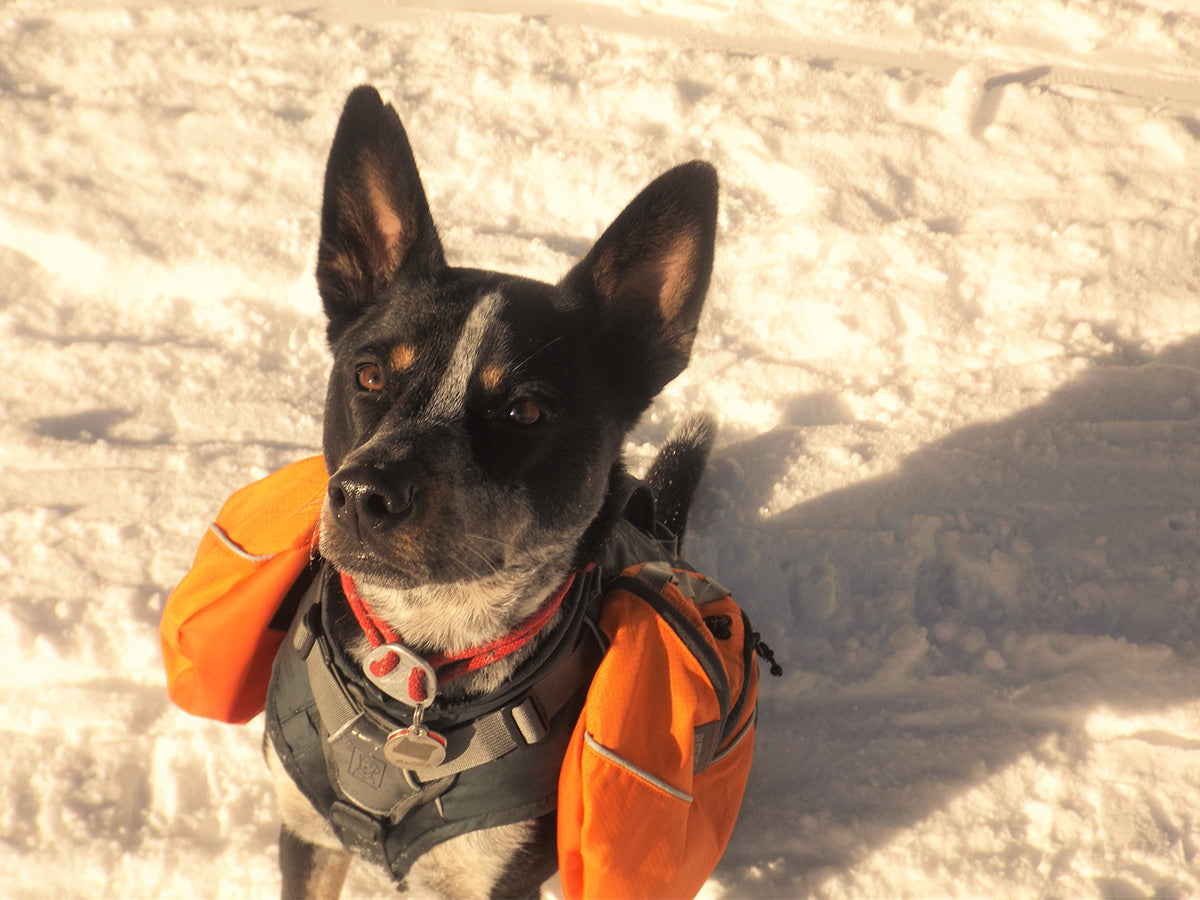 Maddie backpacking in the snow in a Palisades Pack and knot-a-collar.