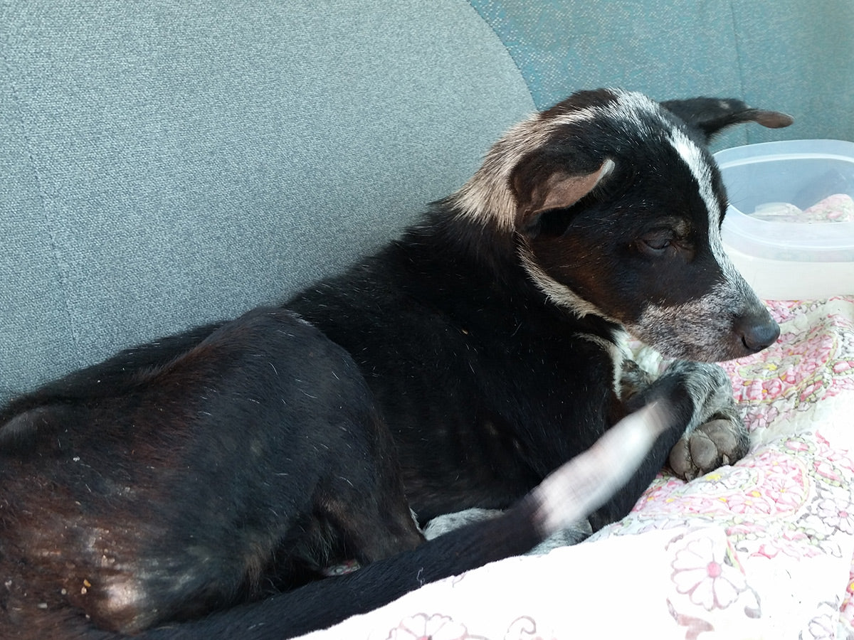 Dog Maddie in back of car laying down, looking very thin and scared after being found on the road.