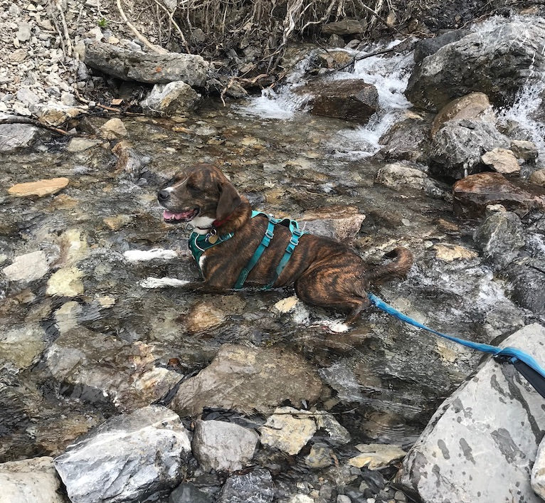 A dog sits in a stream to cool down while hiking. 