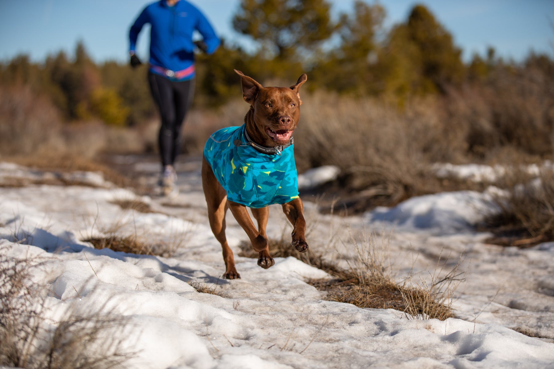 Dog in glacier print climate changer dog fleece runs along snowy trail.