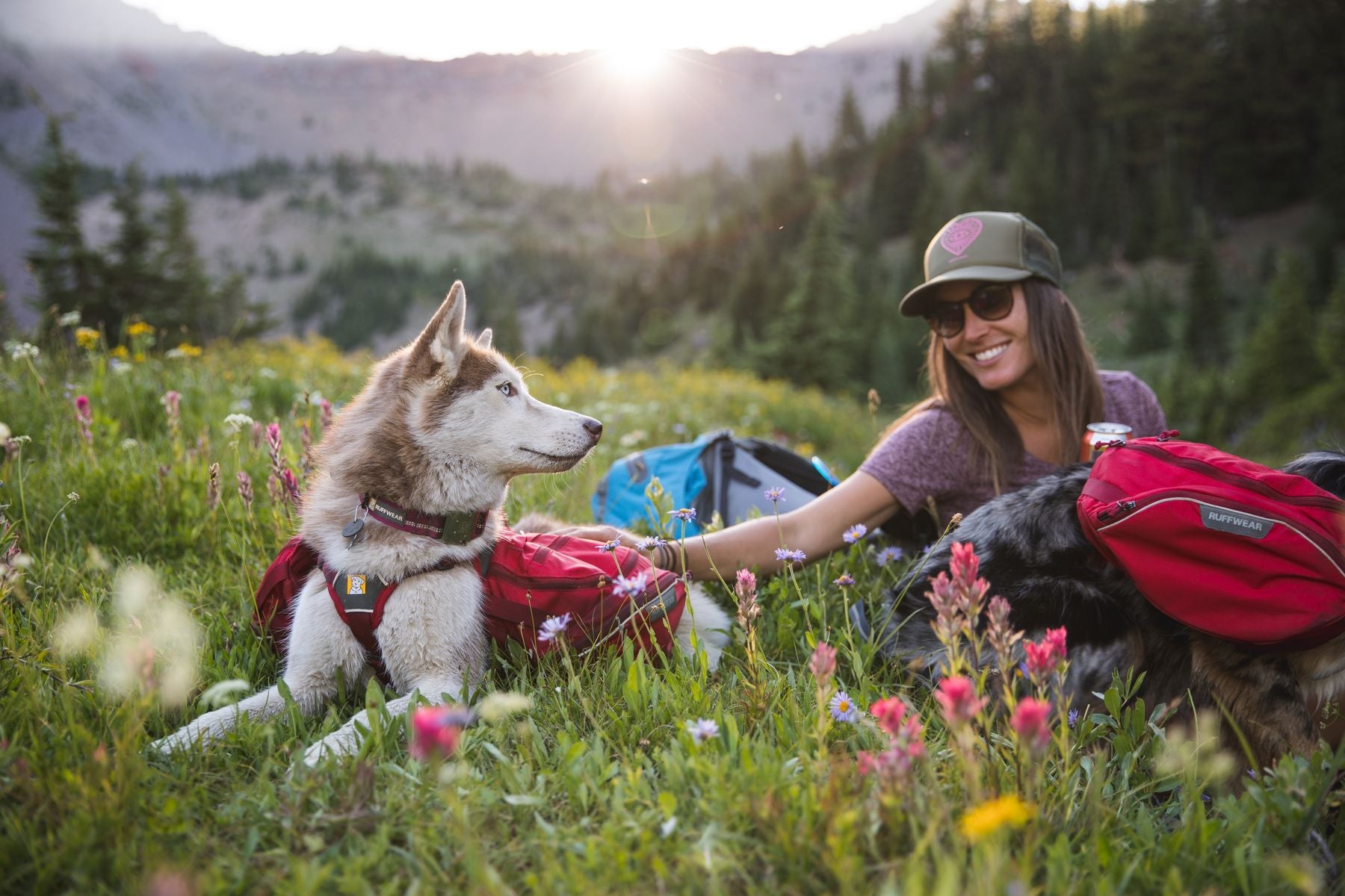 Dogs in palisades packs lay in wildflowers with human while backpacking.