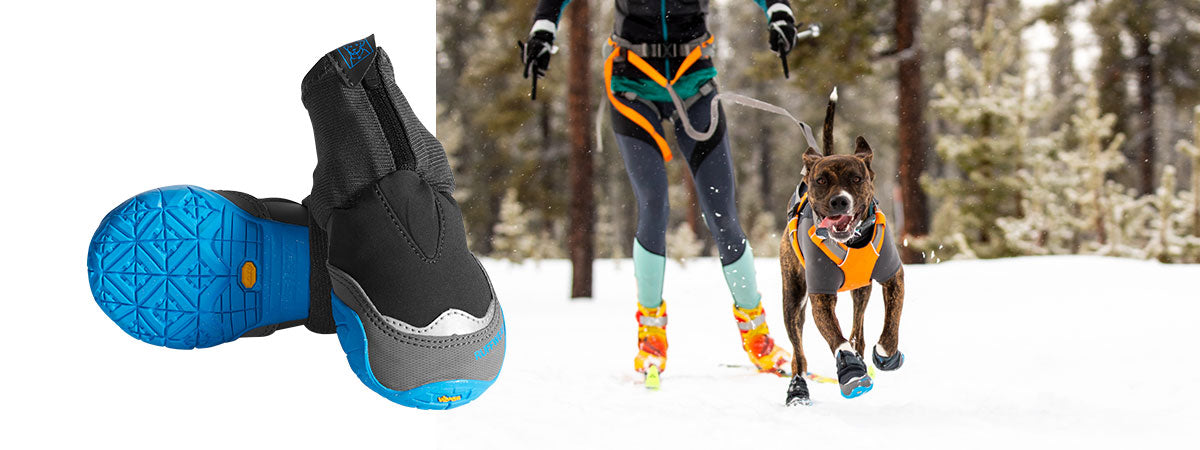Juniper wears polar trex dog boots and Omnijore harness runs along towing human Kelly on skis.