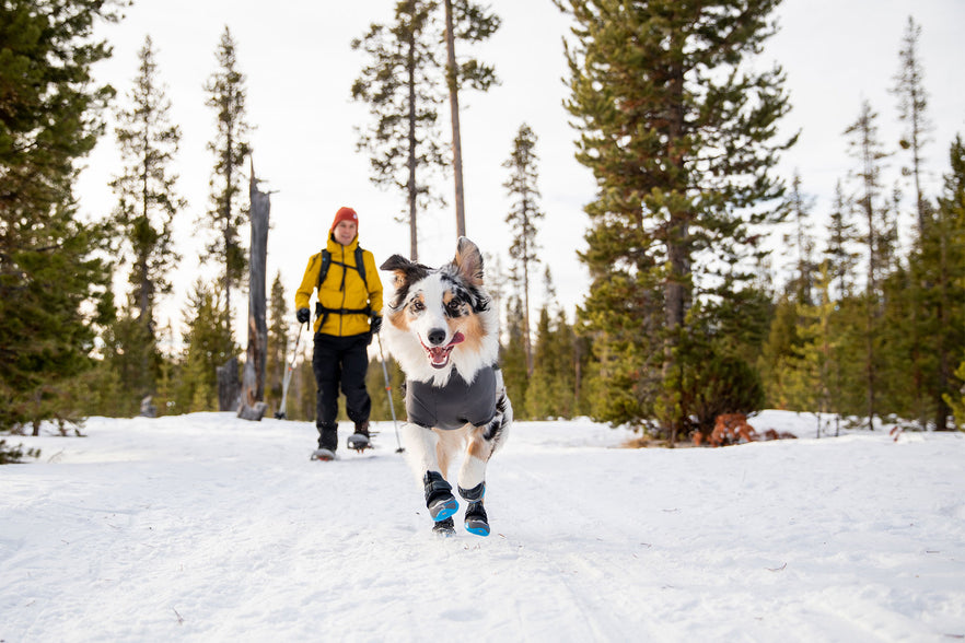 dog snow boots uk