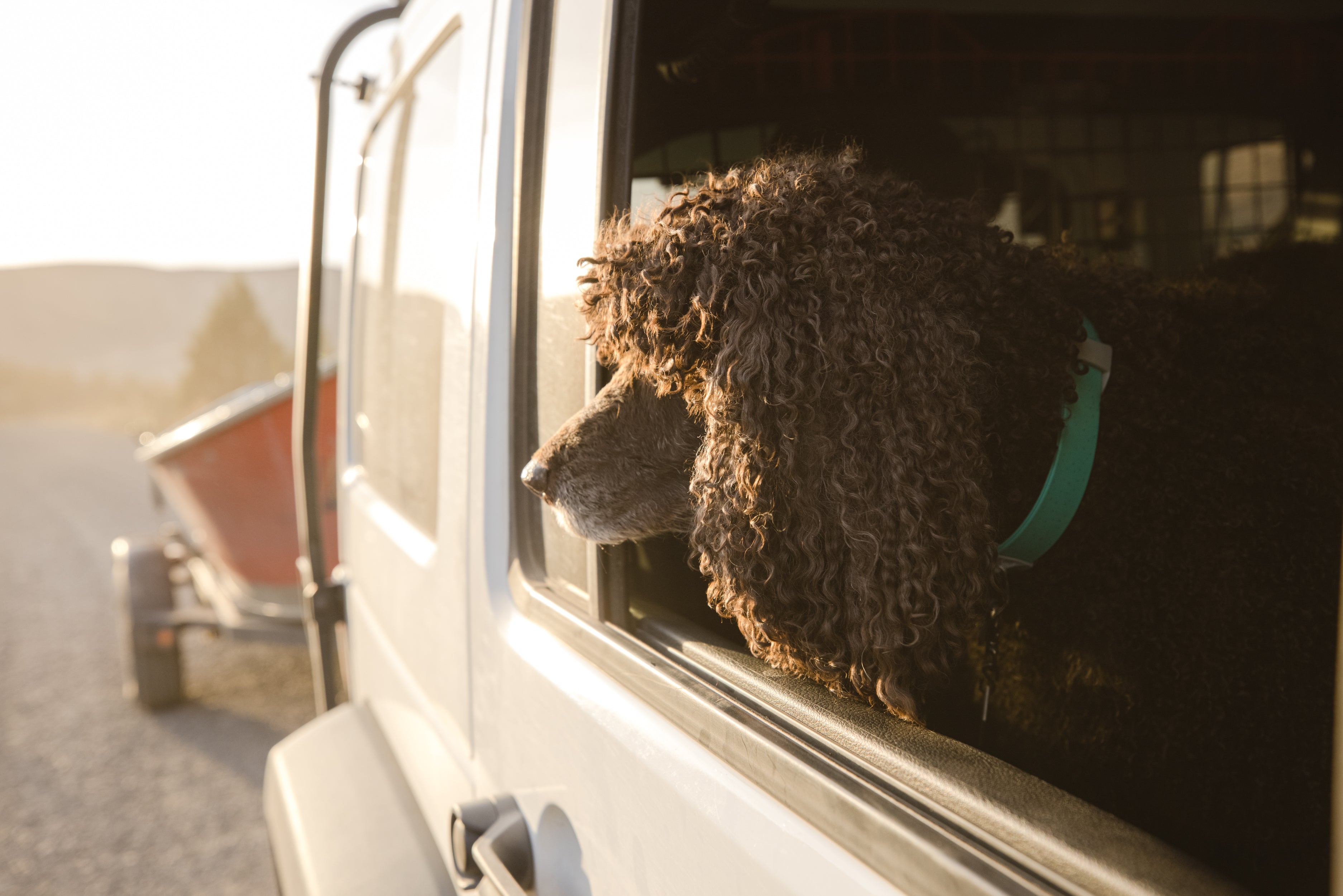 Poodle in confluence waterproof dog collar looks out window of car towing boat on trailer.