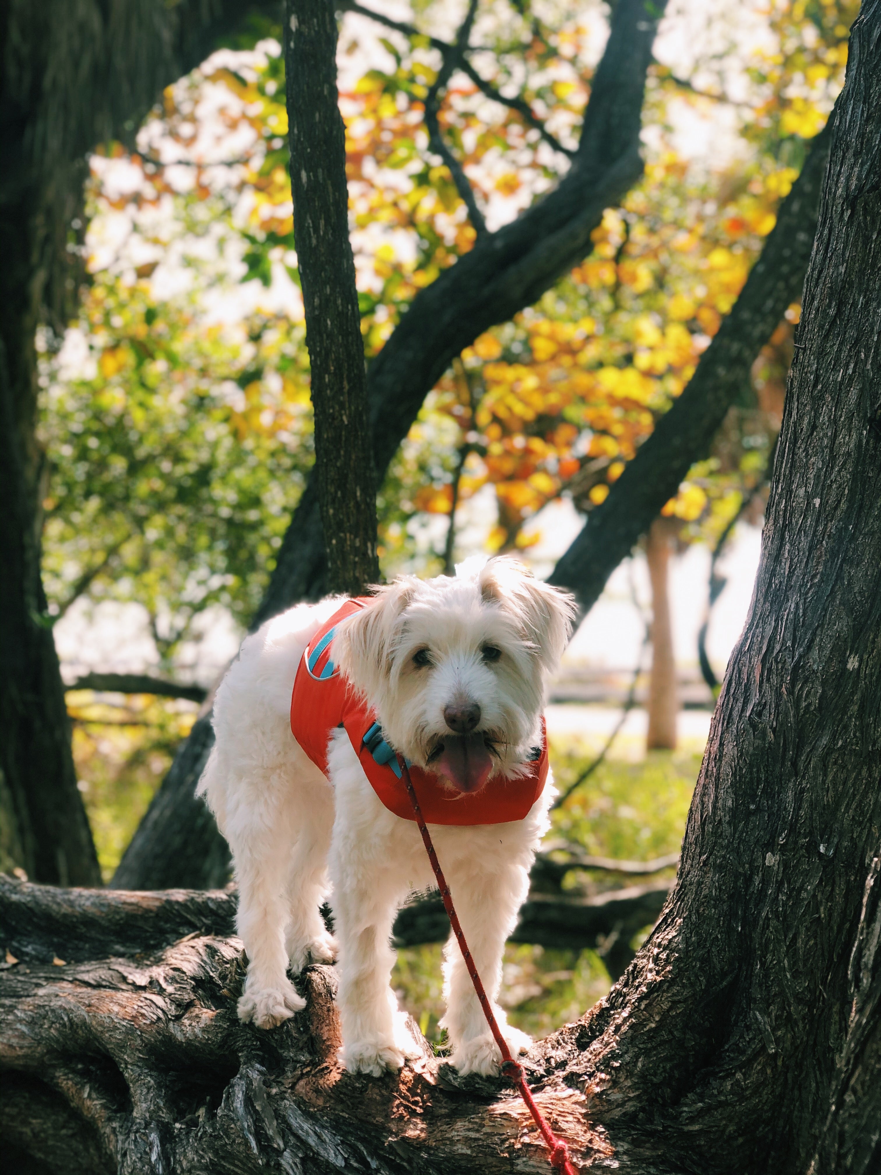 A dog (named Spaghetti) stands by a tree and smiles when going for a walk. 