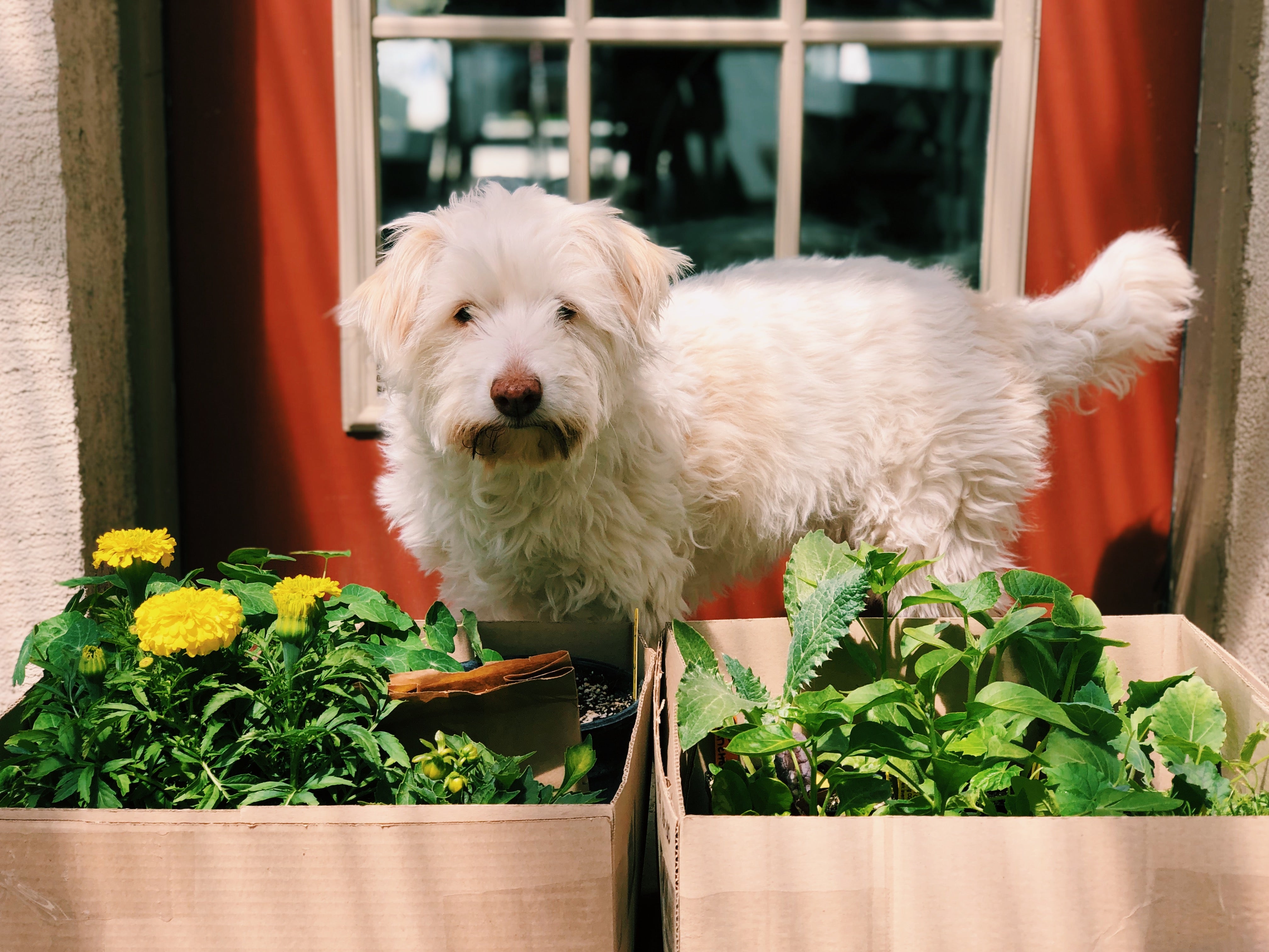 A dog (named Spaghetti) stands behind boxes of plants that her human, Katie, is going to use to garden. 
