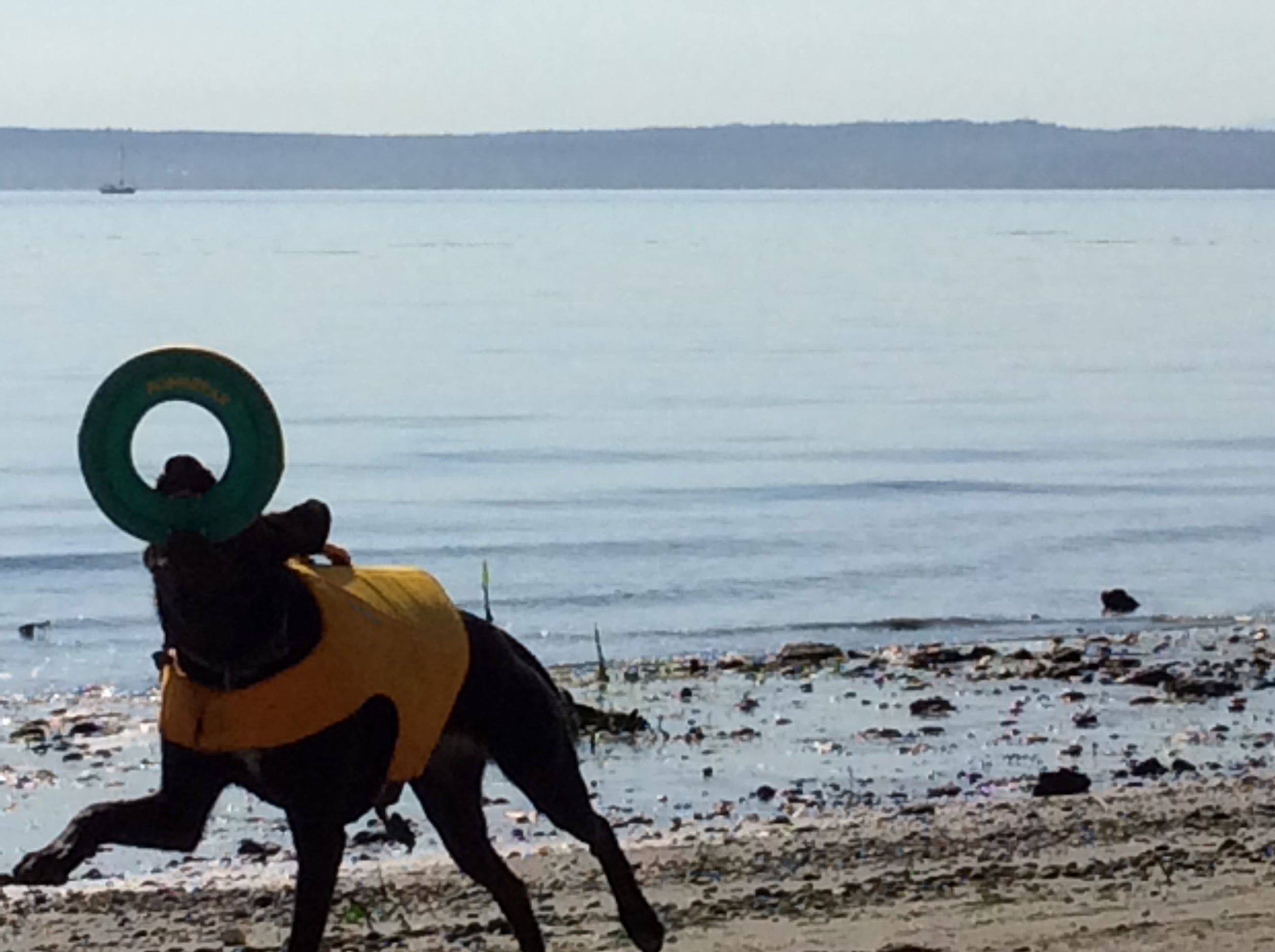 A dog plays on the beach with a Ruffwear Hydro Plane™ Toy. 