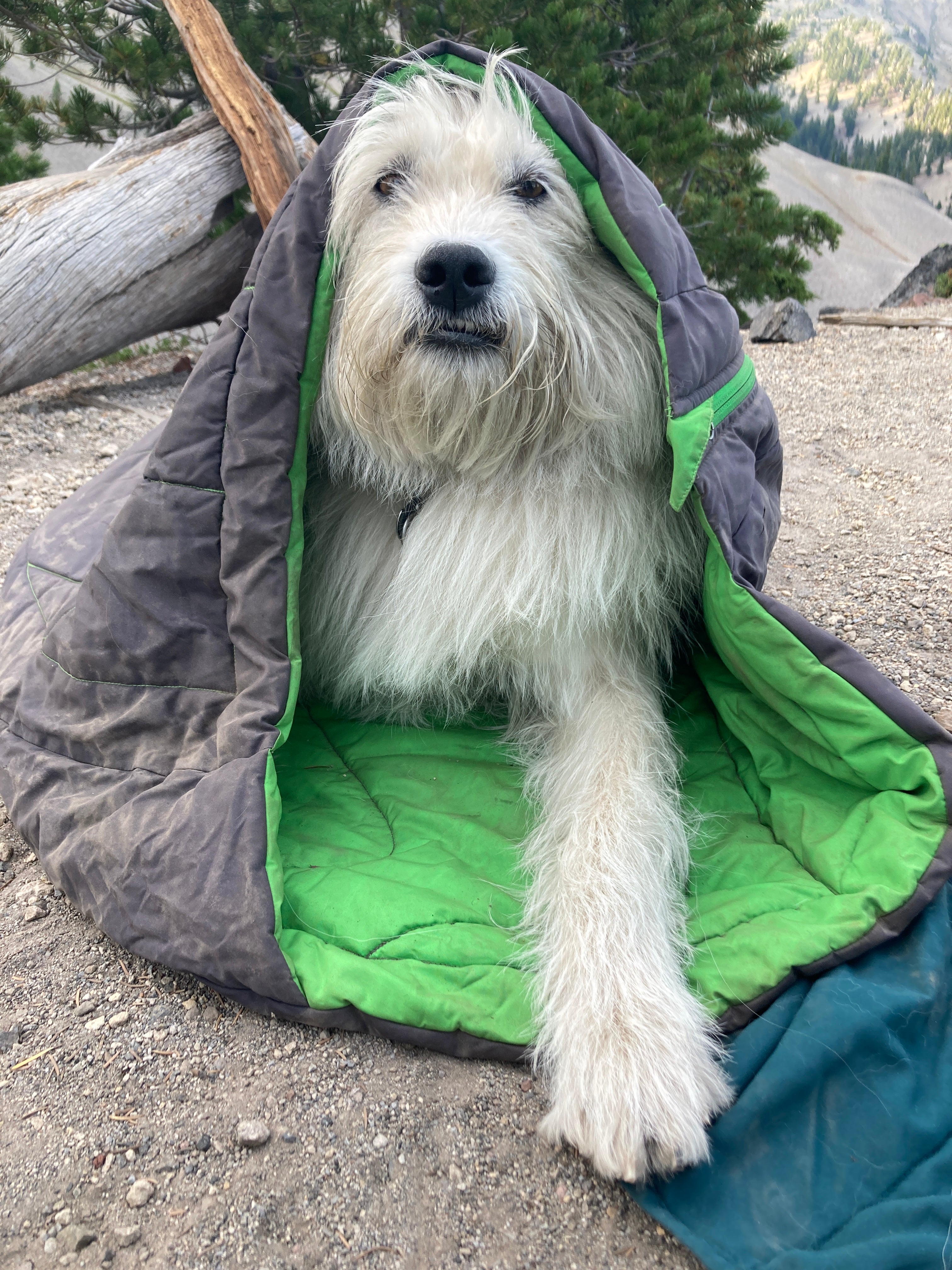 Dog in a sleeping bag