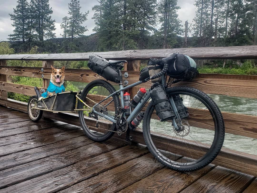 Dog sitting in bike trailer connected to a bike