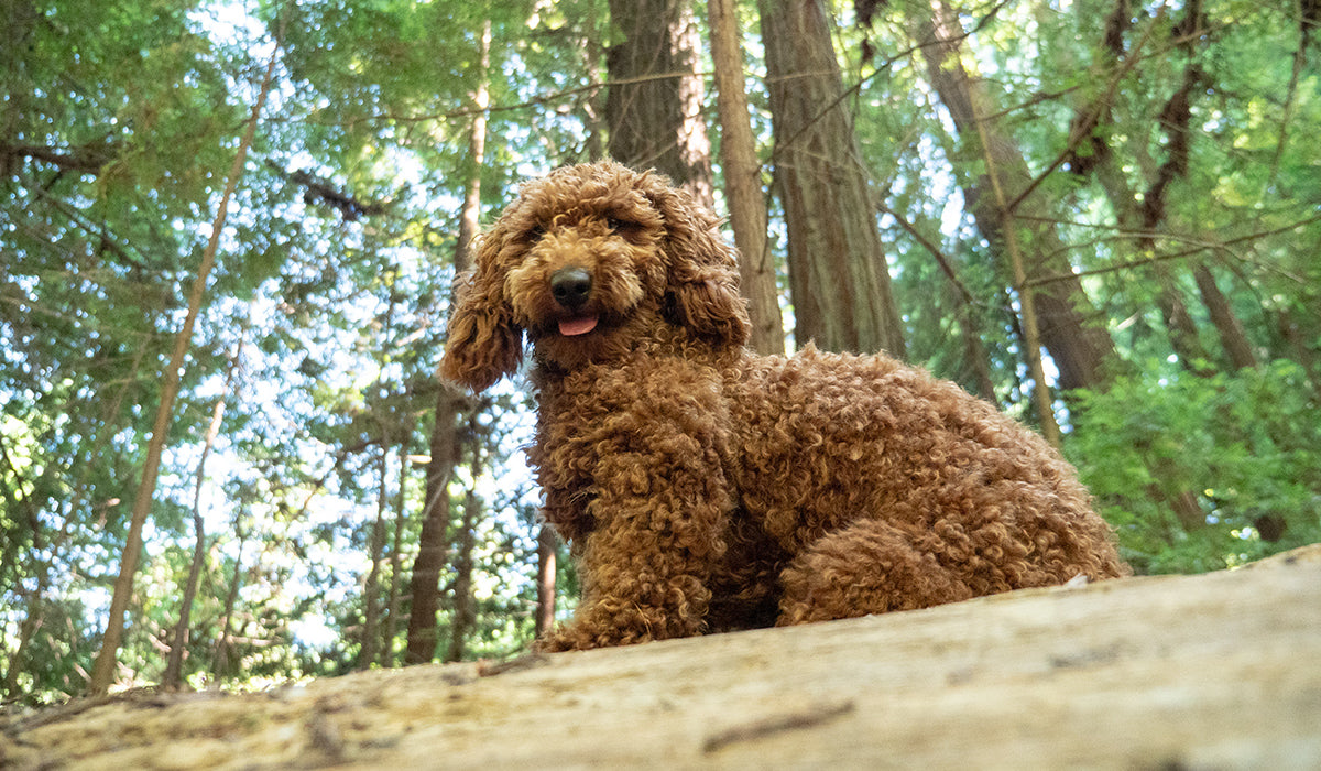 Mini golden doodle dog named Astro