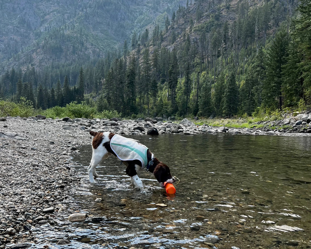 A puppy plays with a Ruffwear Lunker™ Floating Throw Toy in a lake. 