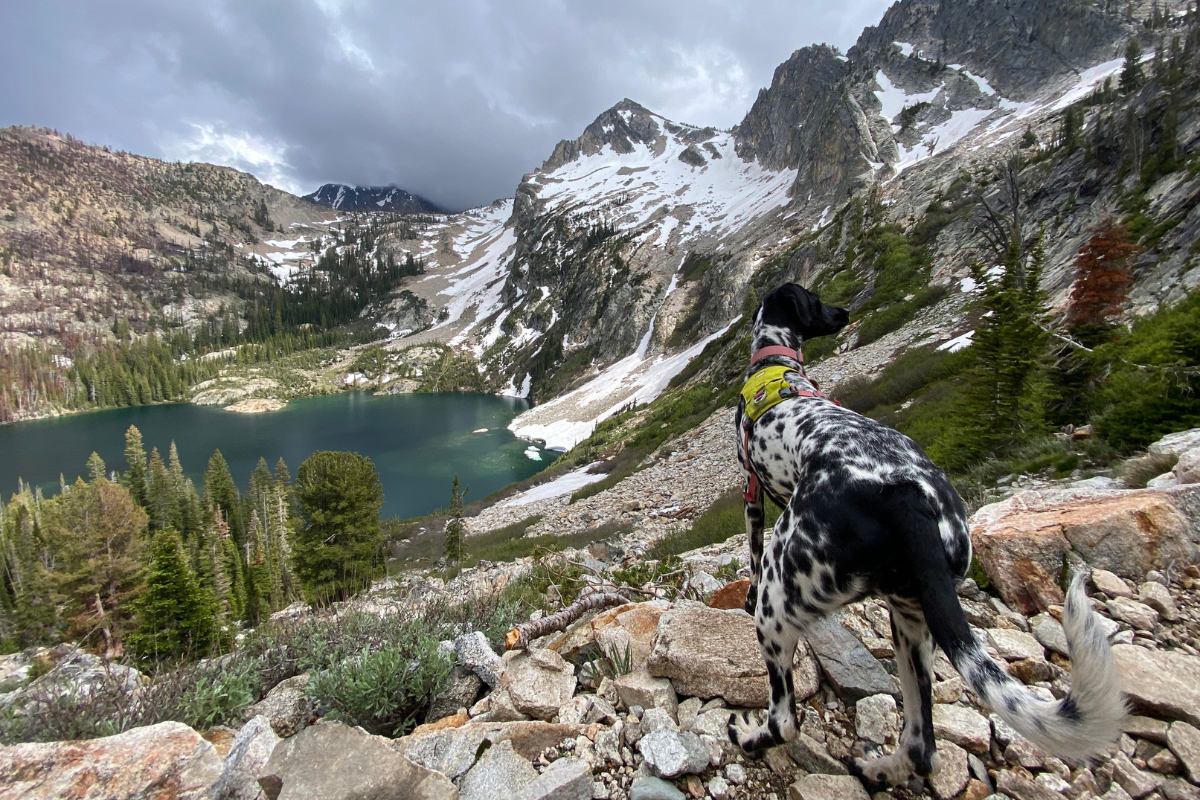 Vilas, a German Shorthaired Pointer mix, on top of a mountain.