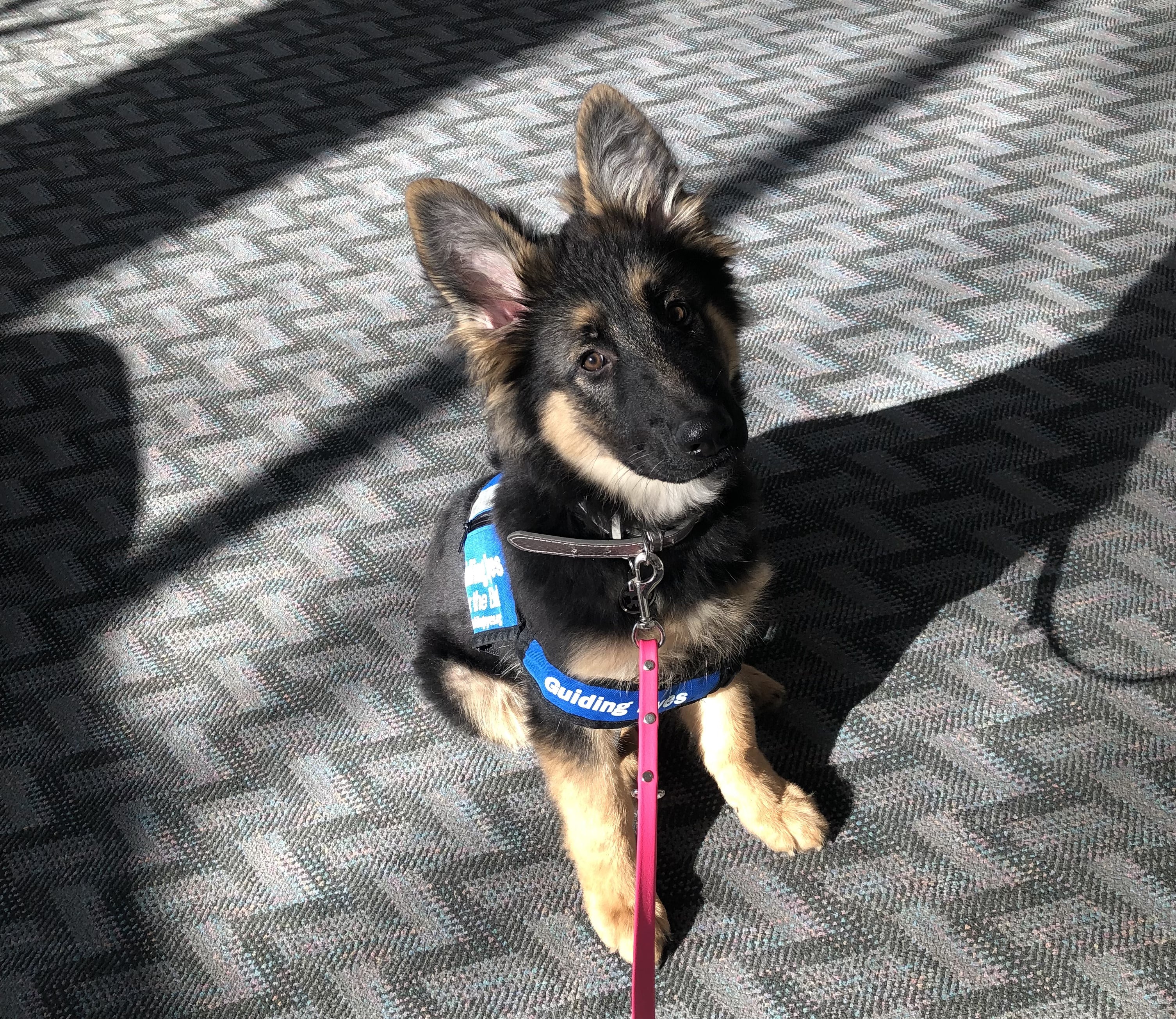 A German Shepherd puppy wears his Guiding Eyes for the Blind training vest. 