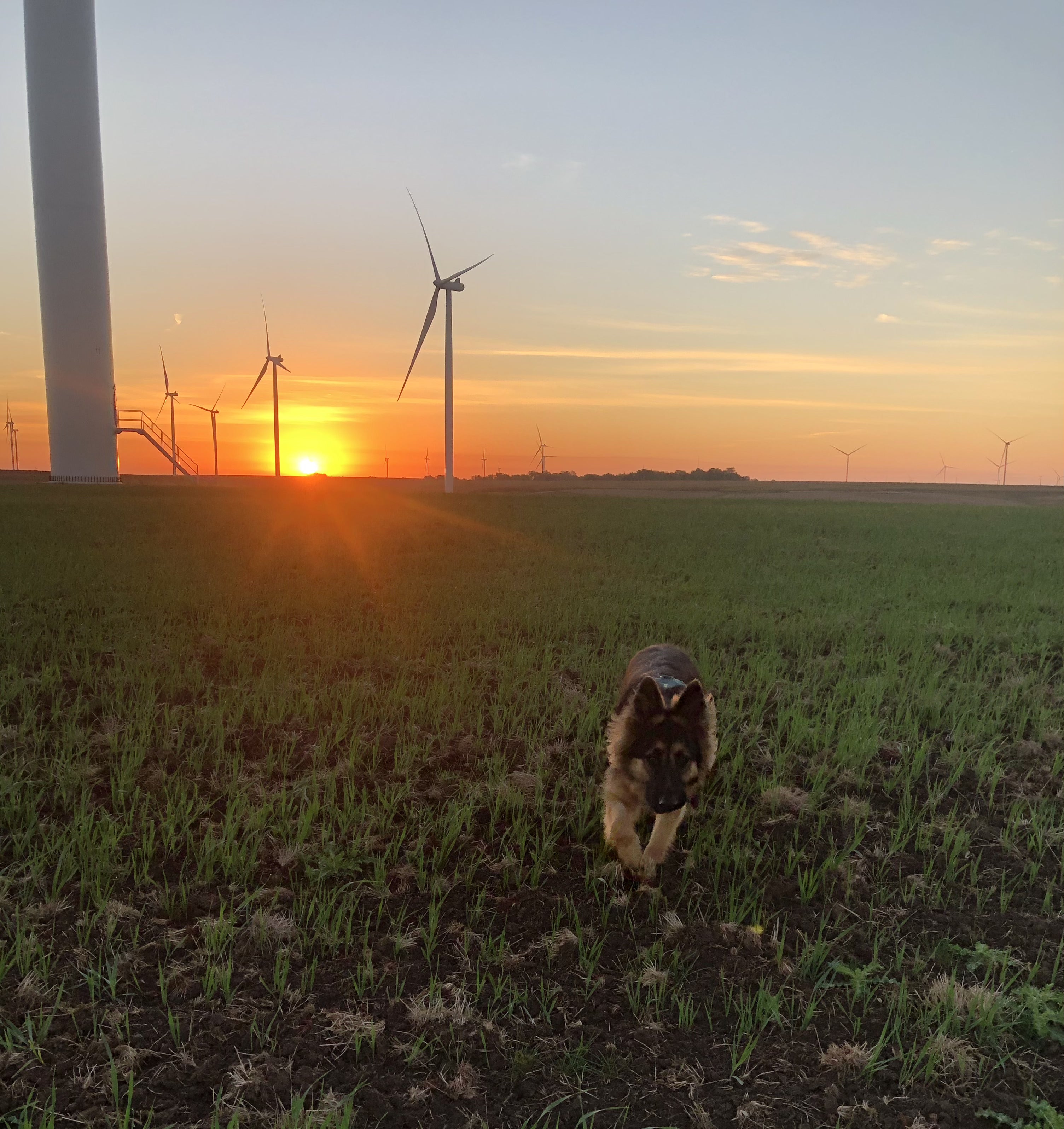 A Rogue detection dog working on a wind farm in Iowa. 
