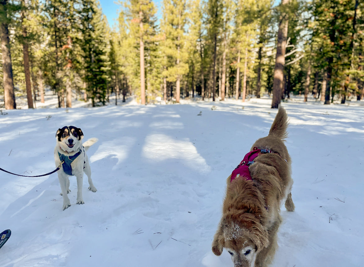 A dog stands in the snow and smiles while another dog runs by. 