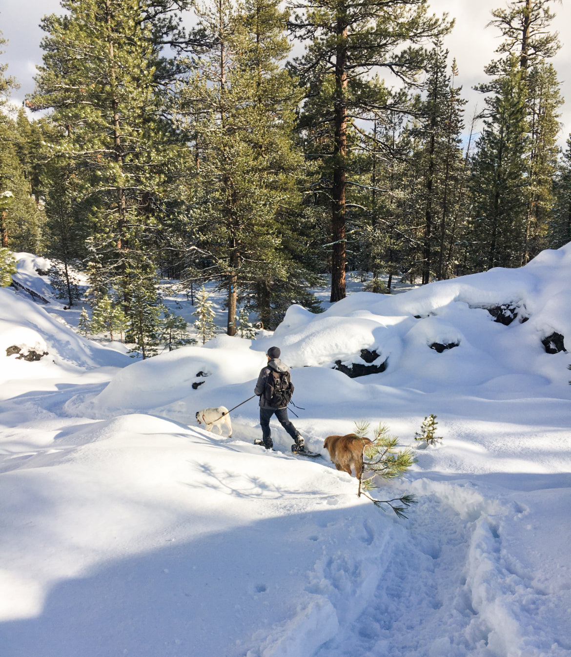 Two dogs walk through a snowy forest with their human companion who is snowshoeing.