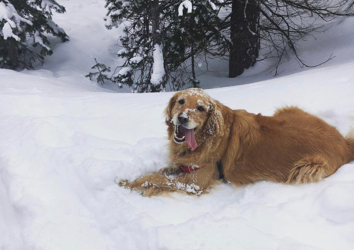 A golden retriever that's covered in snow smiles while lying down in snow.