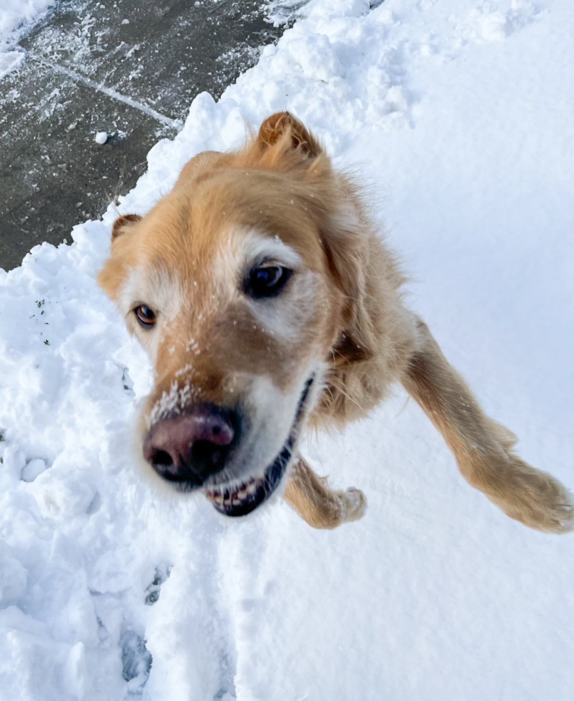 A golden retriever jumps up in the air in the snow. 