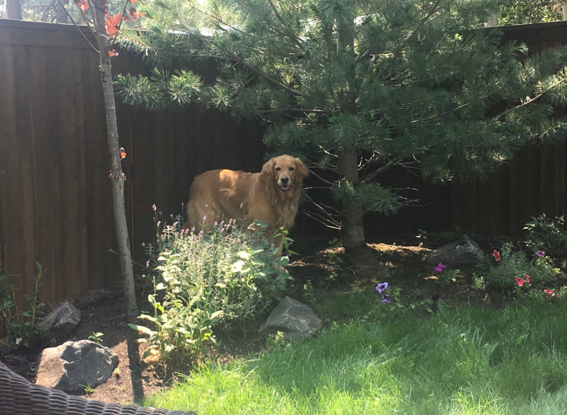 A golden retriever stands by a tree in the backyard, ready to play. 