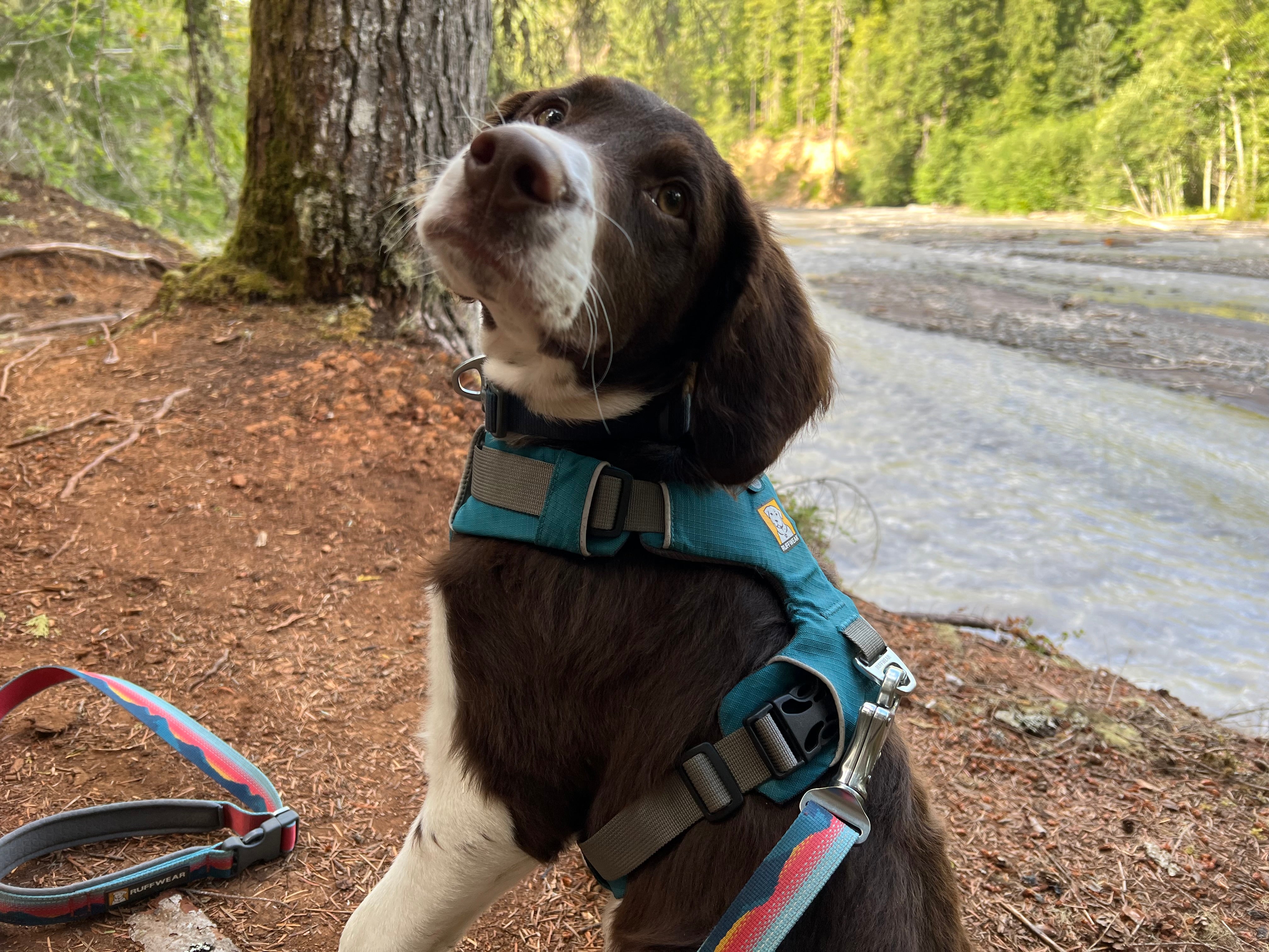 A young puppy wearing a Ruffwear harness sits by a lake. 