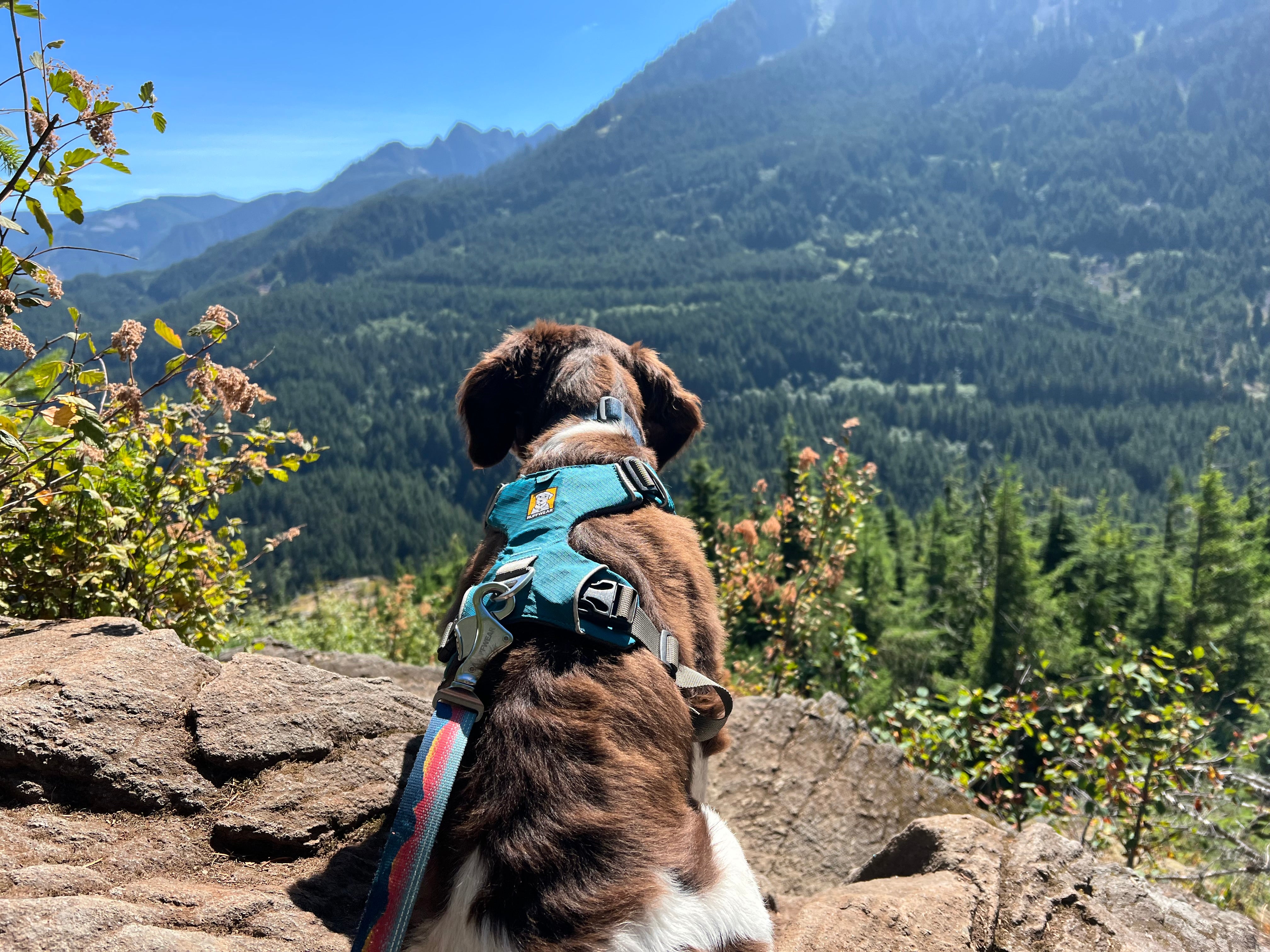 A puppy sits on a hiking trail and looks out at the mountains. 