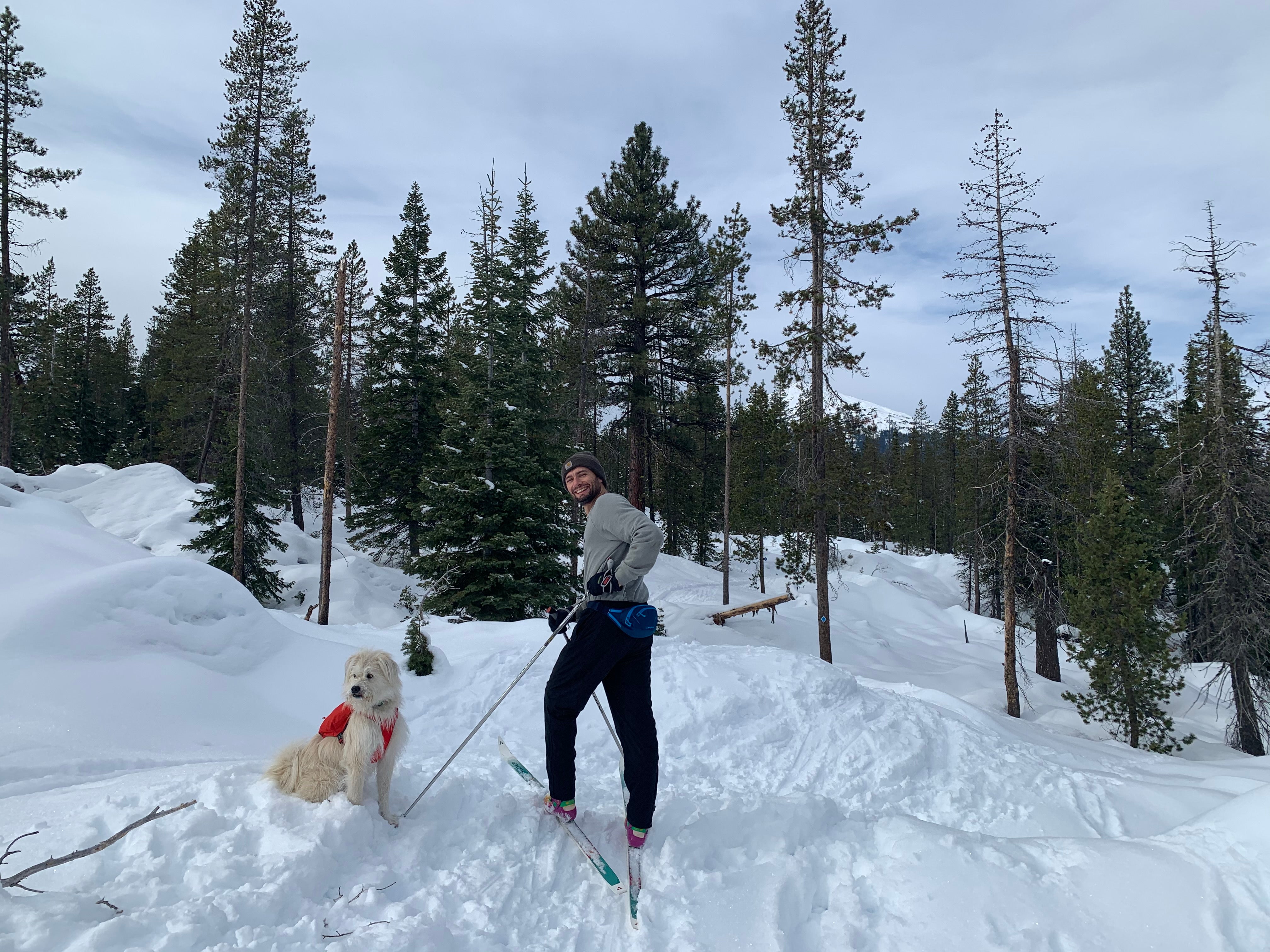 A man cross-country skis with his dog. 